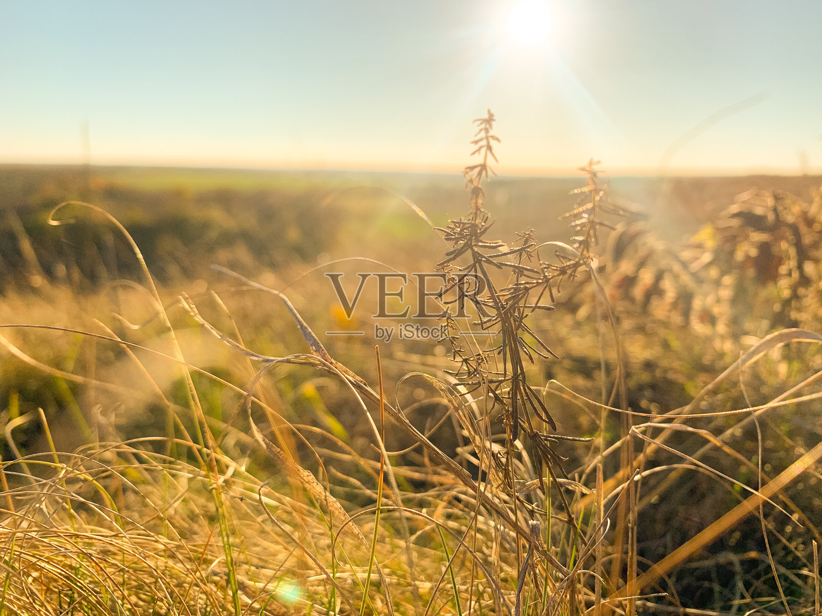 有干草的田野照片摄影图片
