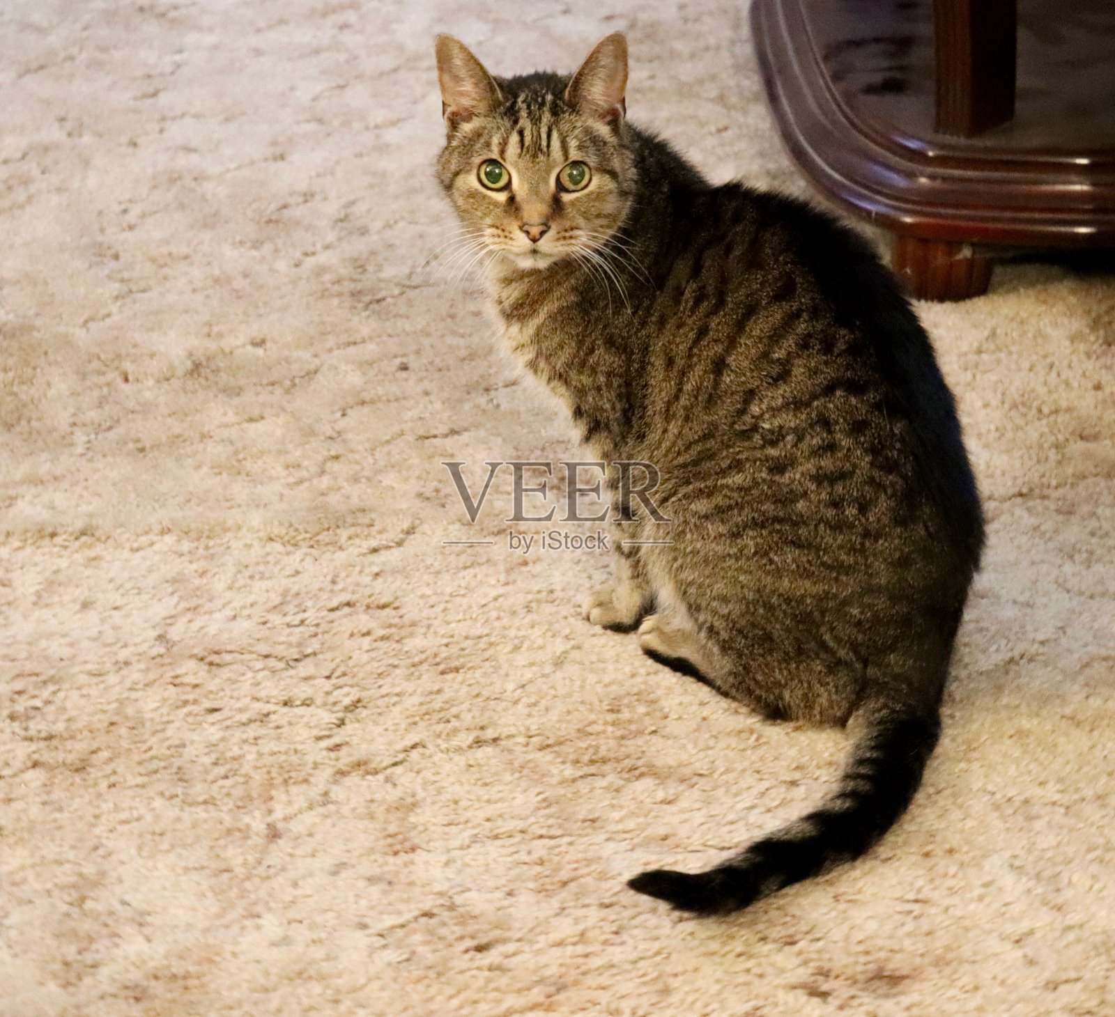 小灰虎斑猫照片摄影图片