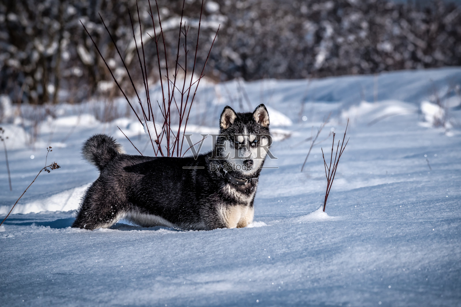 可爱成熟的哈士奇在雪地上照片摄影图片