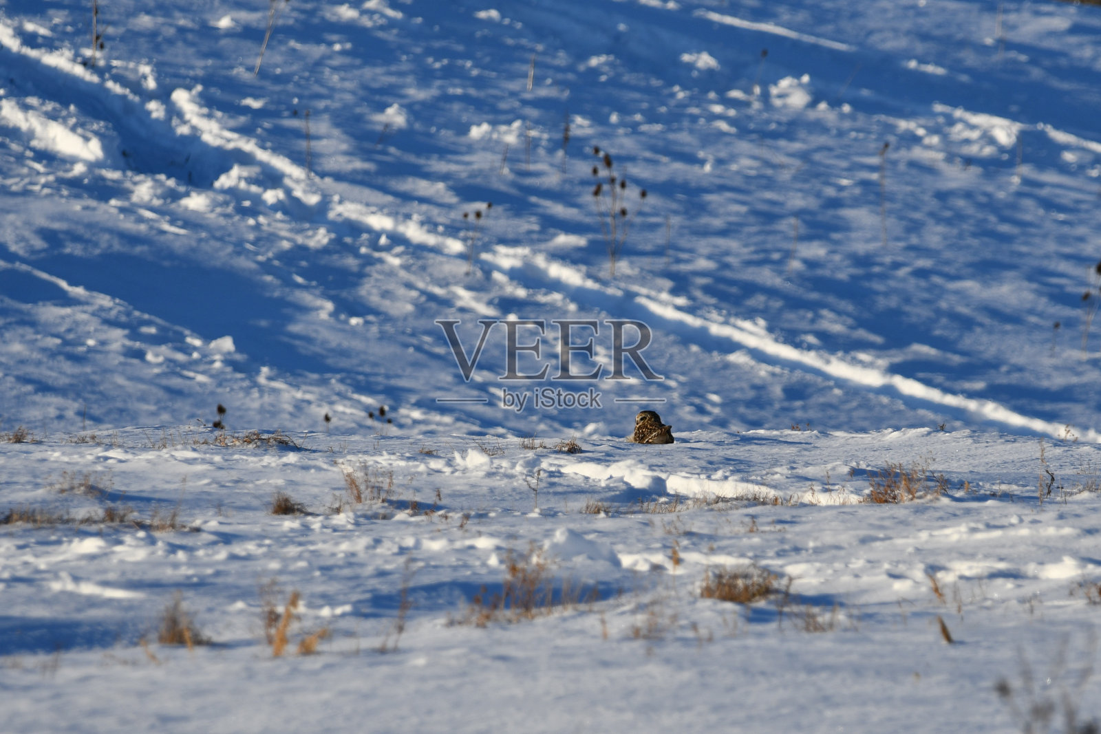 短耳猫头鹰的冬季场景照片摄影图片