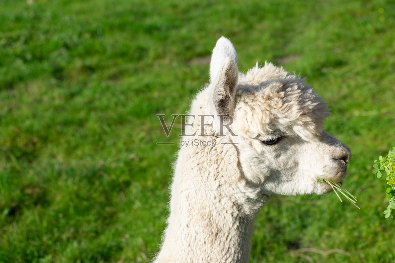 可爱的白色羊驼头叼着绿草在嘴里模糊的绿草背景。照片摄影图片