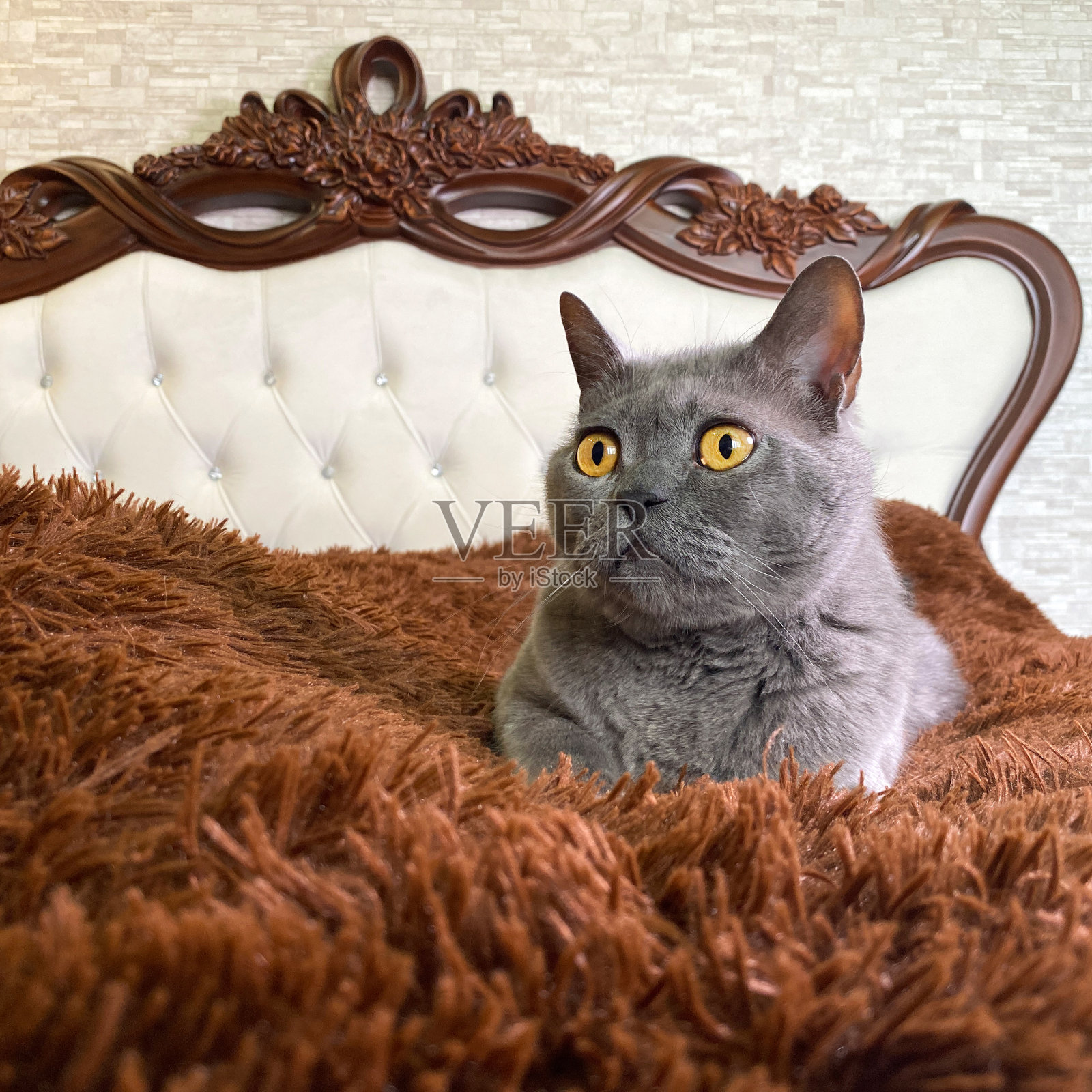 躺在床上的英国灰猫,眼睛是黄色的照片摄影图片