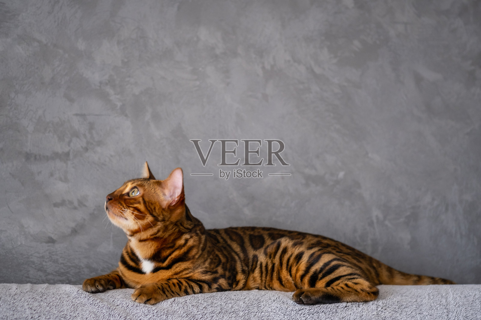 孟加拉猫躺在扶手椅上照片摄影图片