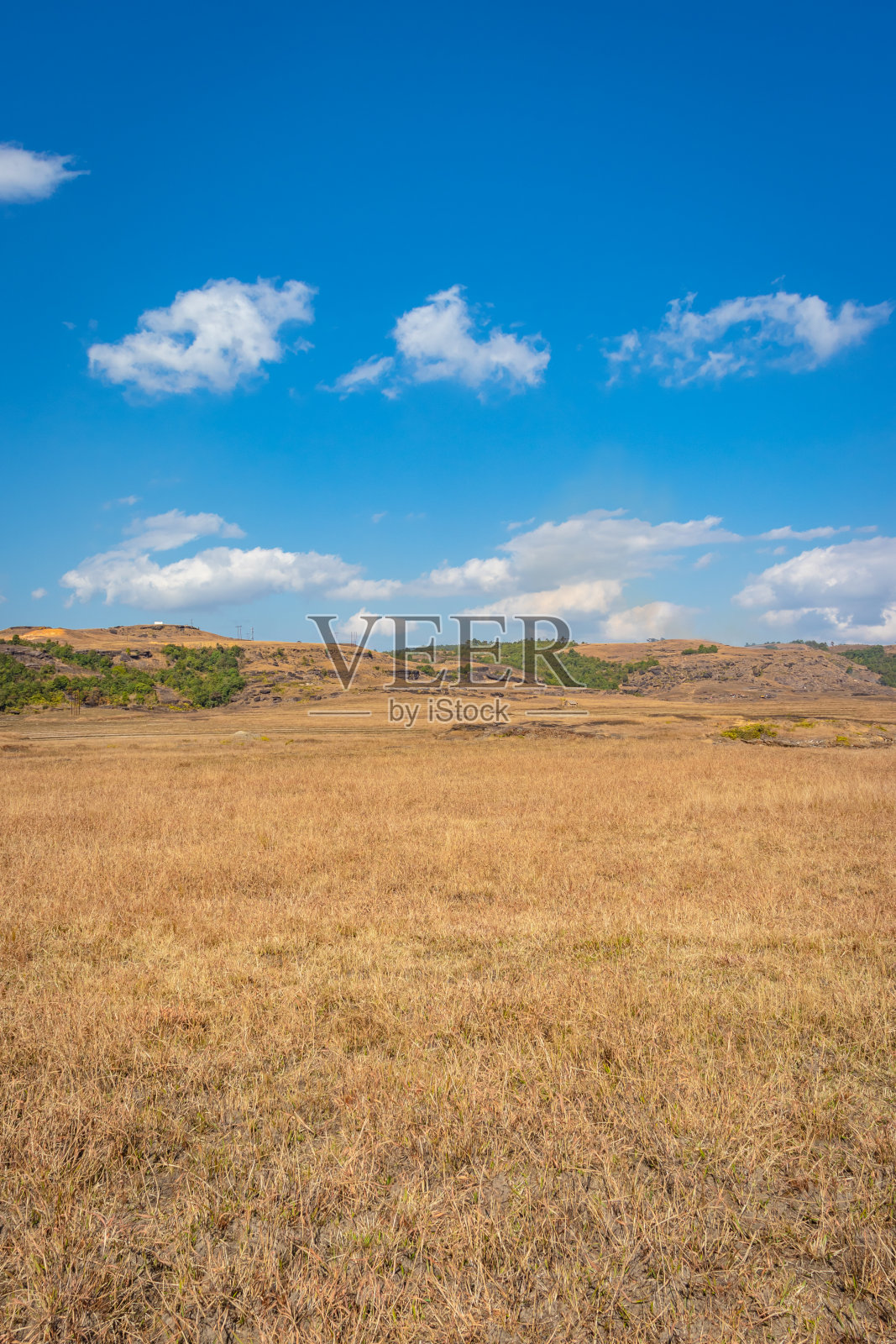 黄色的草,田野与明亮的蓝色天空早晨从平角照片摄影图片