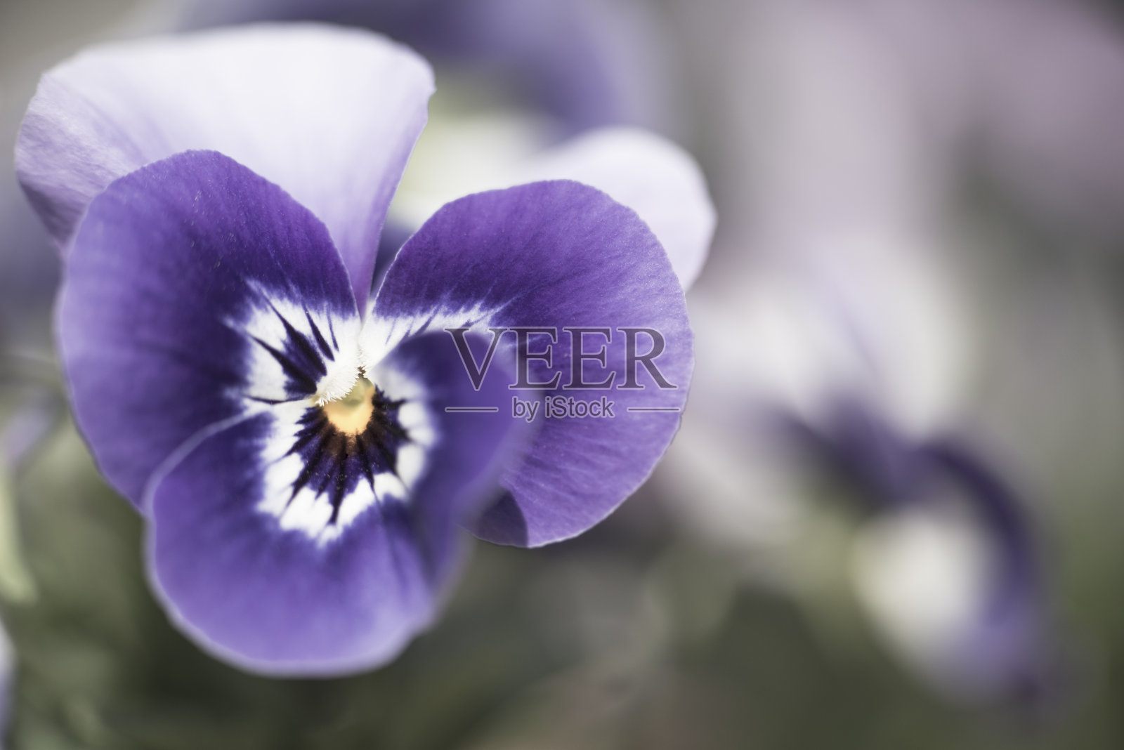 漂亮的淡紫色照片摄影图片