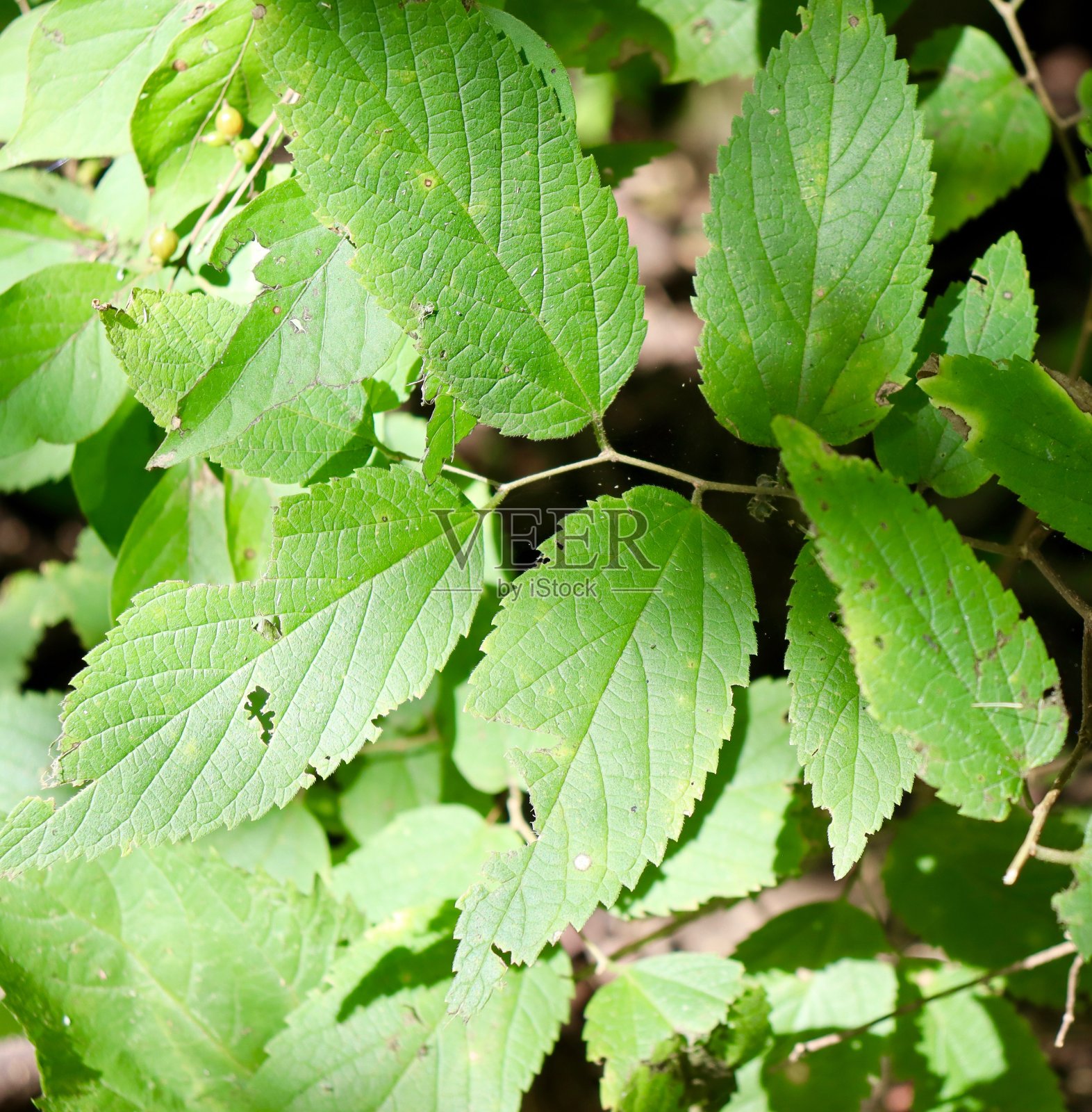 树枝上的绿叶照片摄影图片
