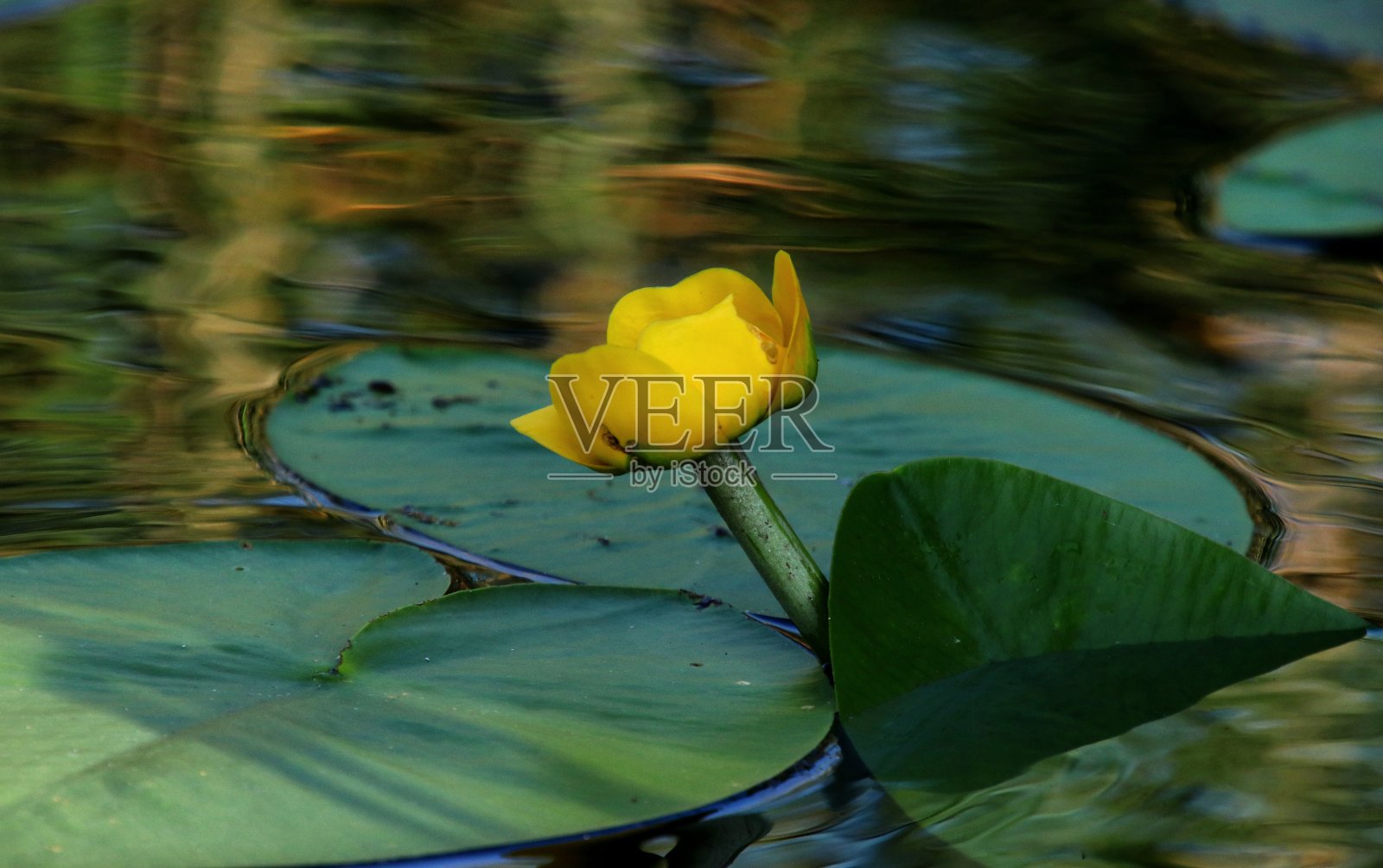 黑暗中的黄色nenuphar照片摄影图片