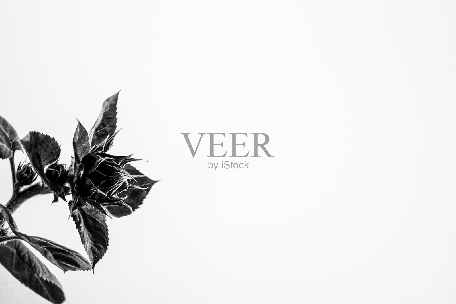 向日葵绽放之前照片摄影图片