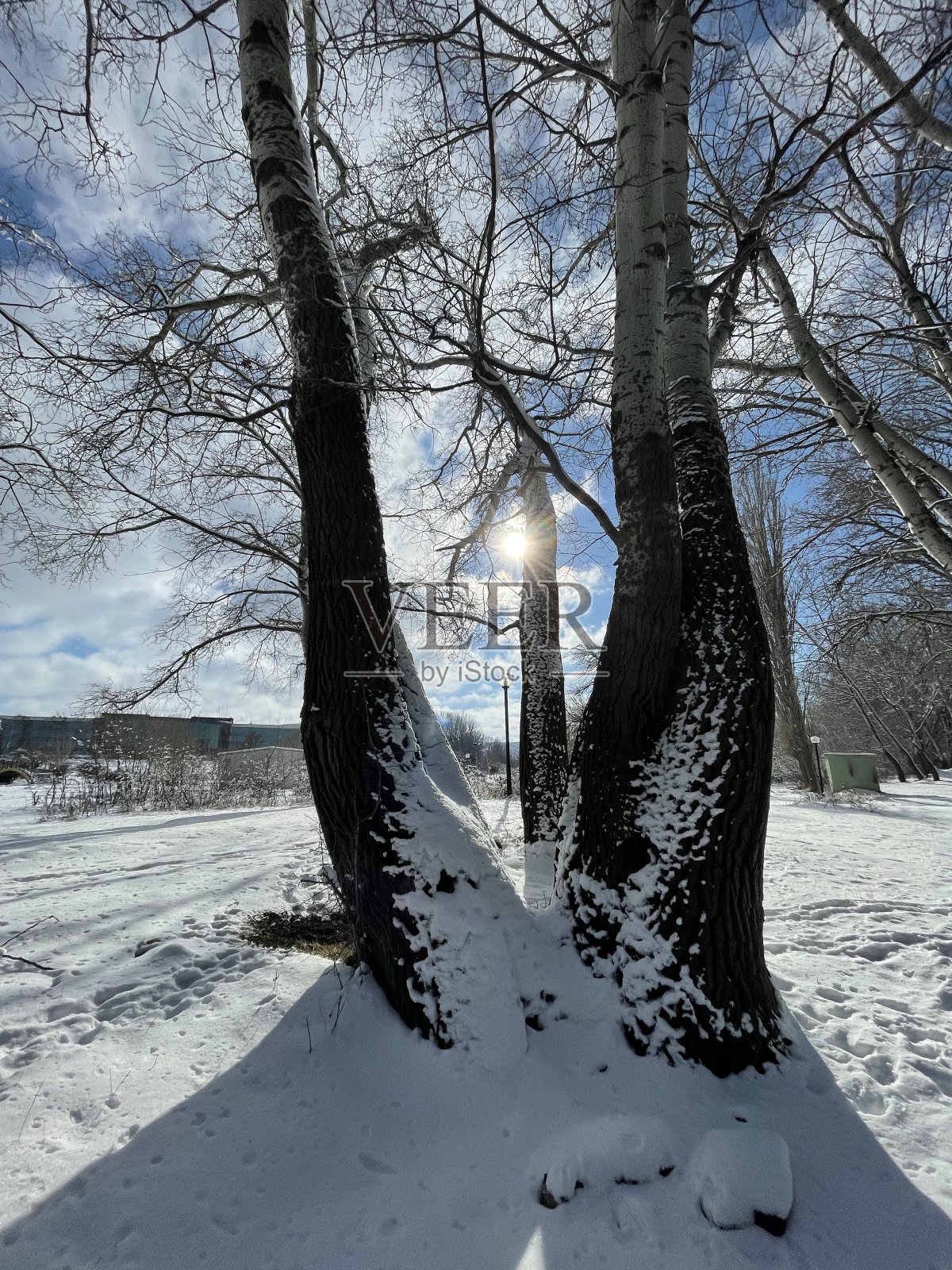 雪覆盖的树木照片摄影图片