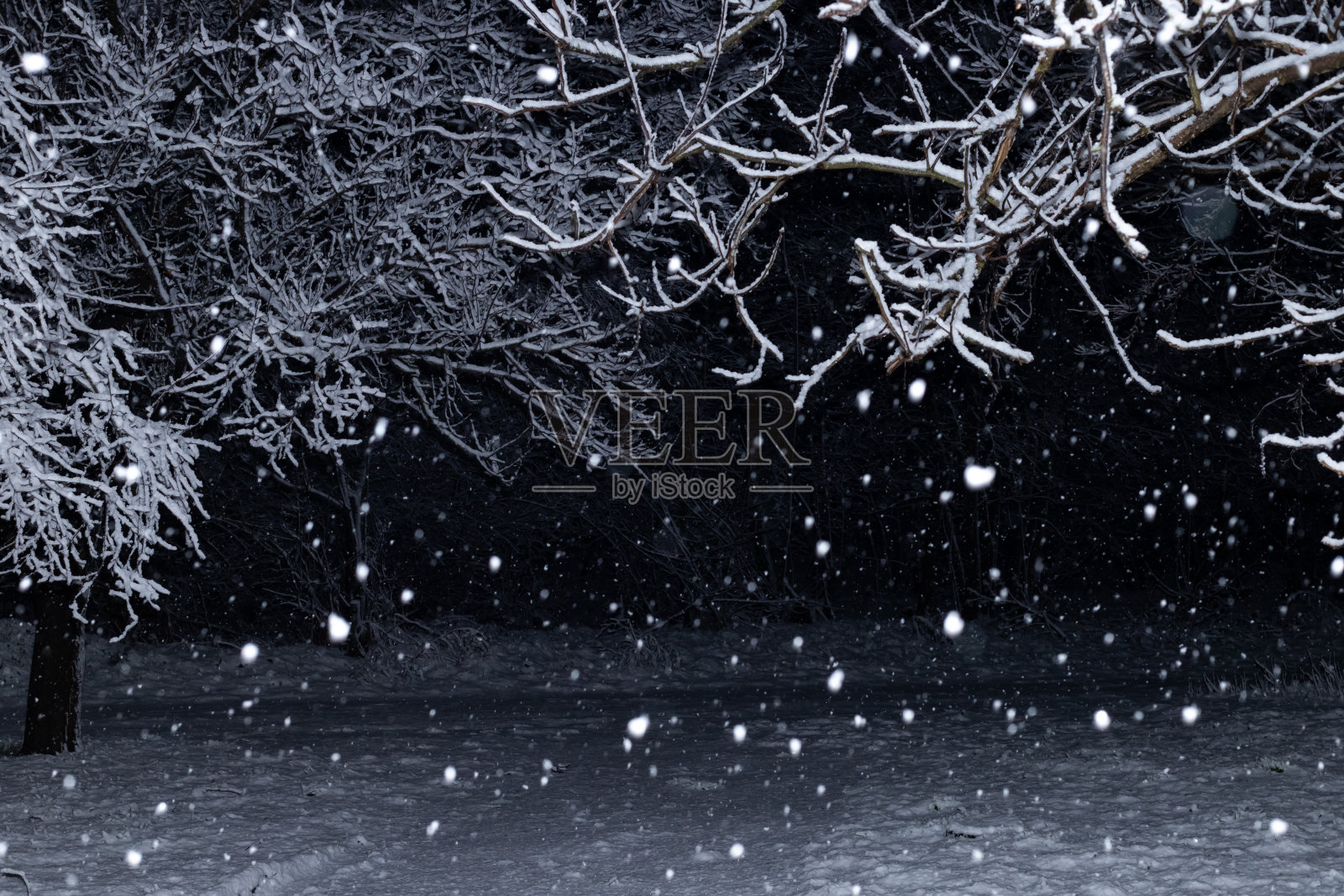 晚上冬季景观。白雪落在森林里被雪覆盖的树上照片摄影图片