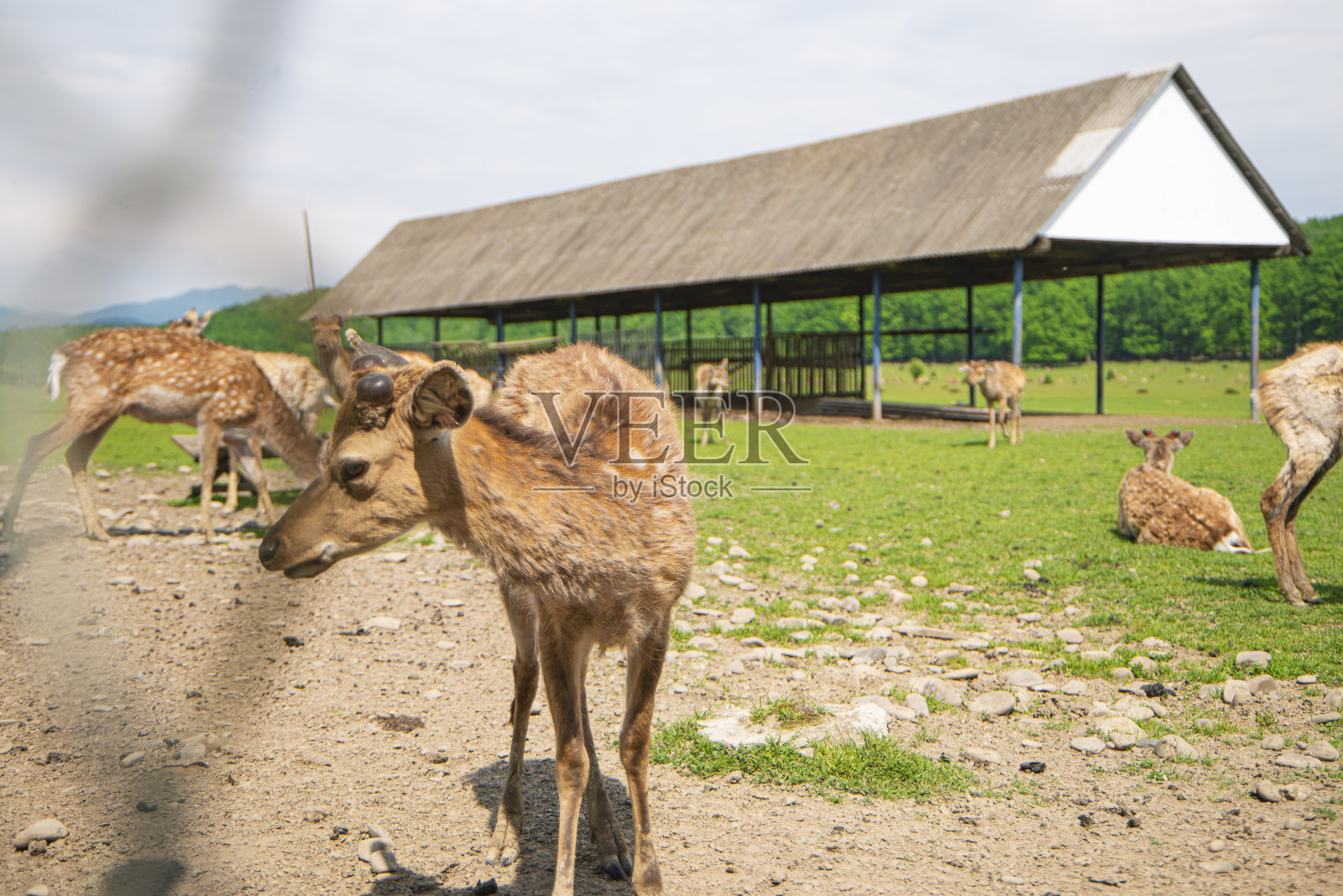 自然保护区里正在换毛的幼鹿,换毛的鹿,自然公园里的野生动物。照片摄影图片