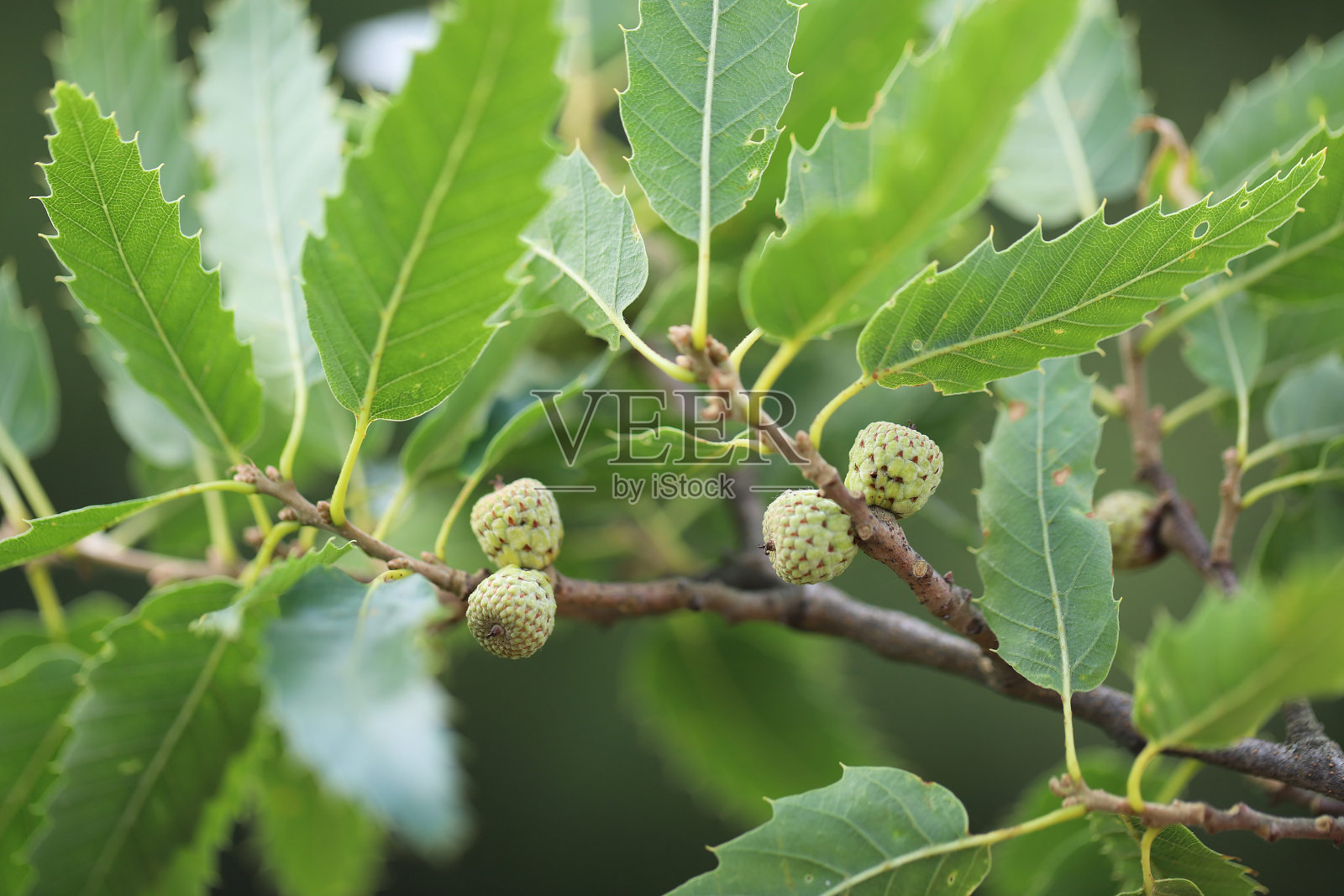 绿色的叶子和橡子的特写栎类。照片摄影图片