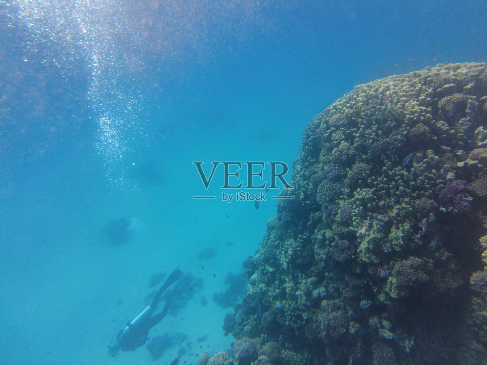 戴水肺的潜水员在水下。在海底潜水的一群人。红海的海底世界。水下美丽的珊瑚和鱼类。年成为了。照片摄影图片