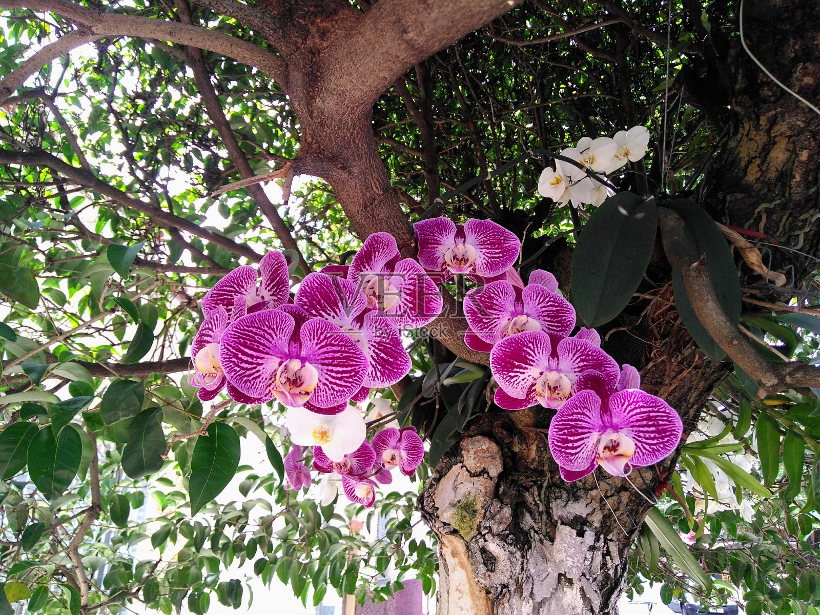 紫色的兰花照片摄影图片