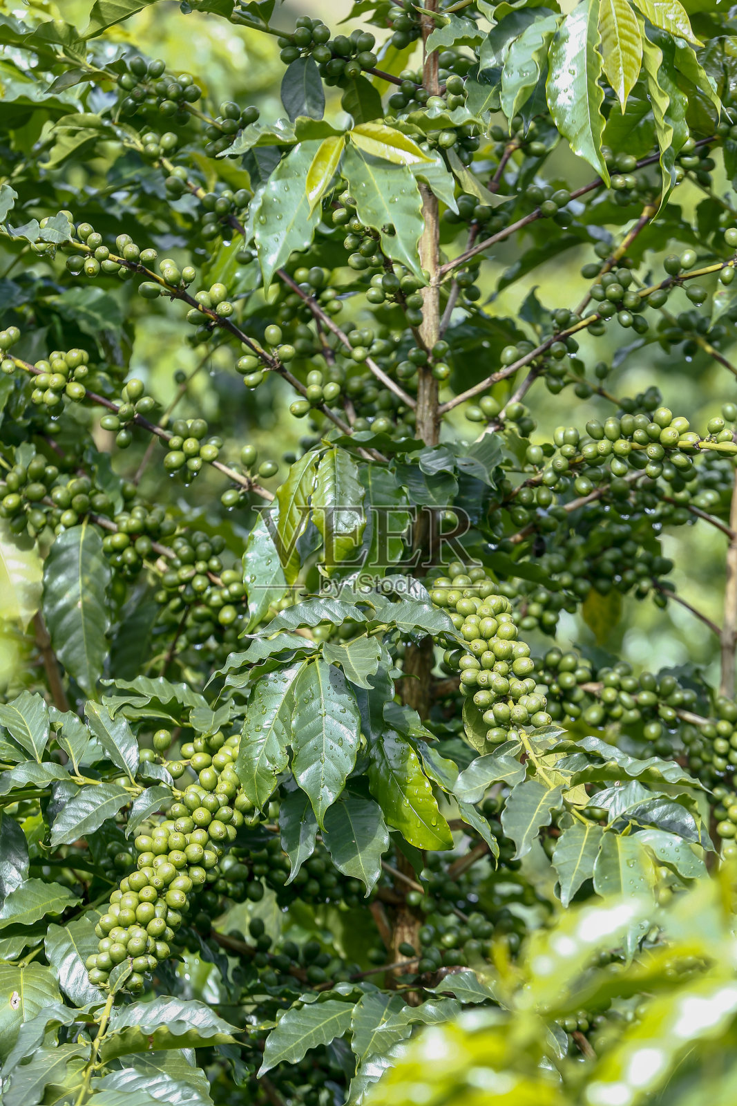 大量咖啡豆的特写镜头照片摄影图片