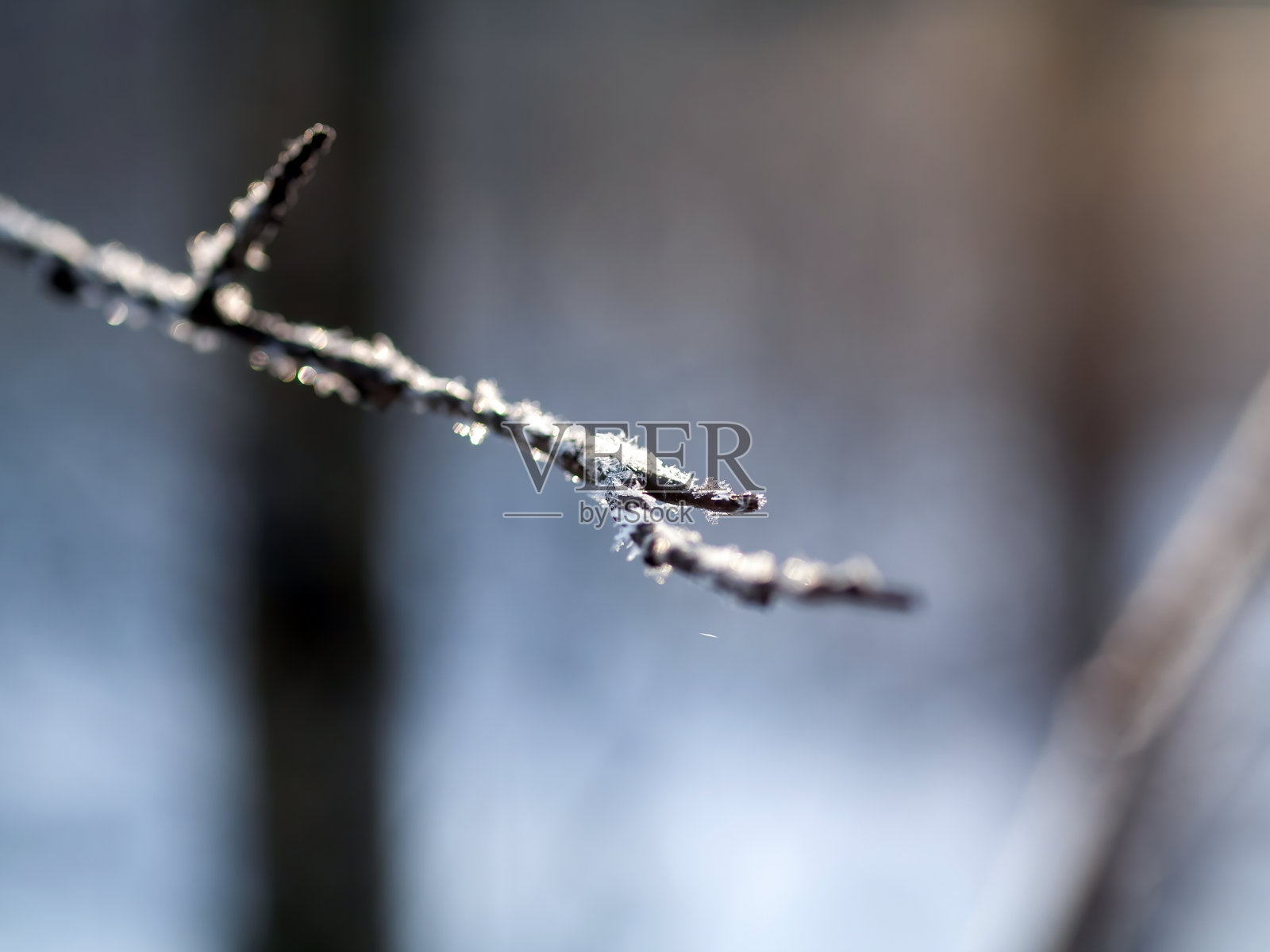 雪落在树枝上照片摄影图片