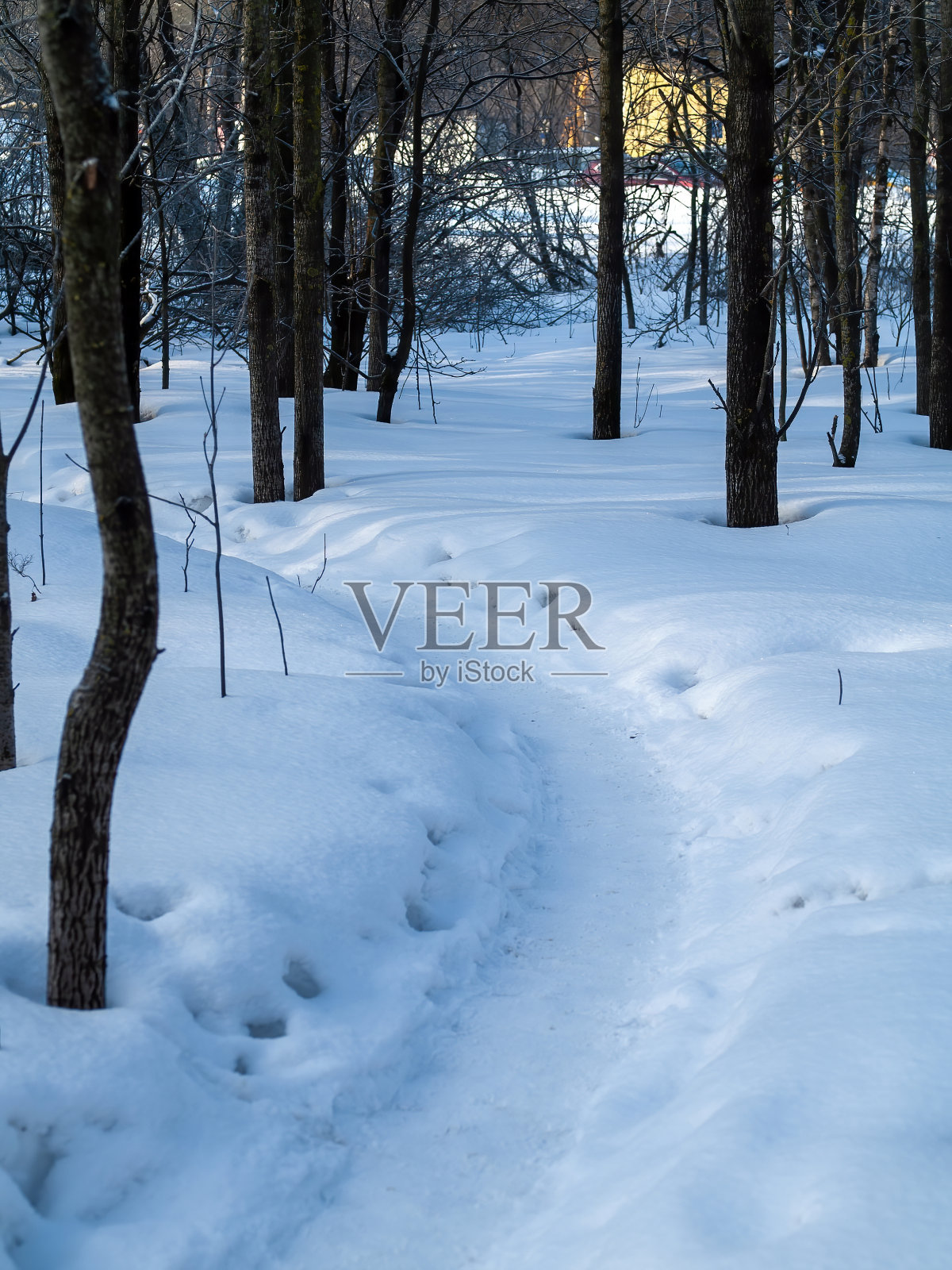 冬天森林里晴朗的一天照片摄影图片