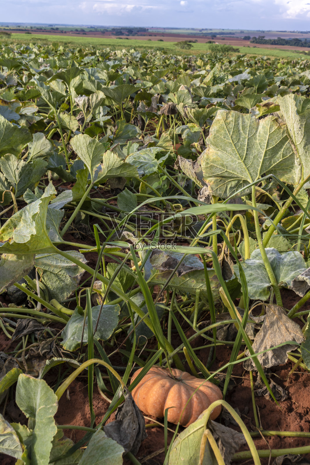 蔬菜园里的南瓜照片摄影图片