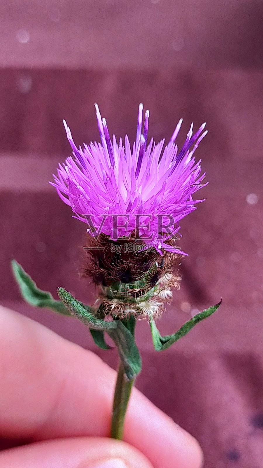 三叶草花照片摄影图片