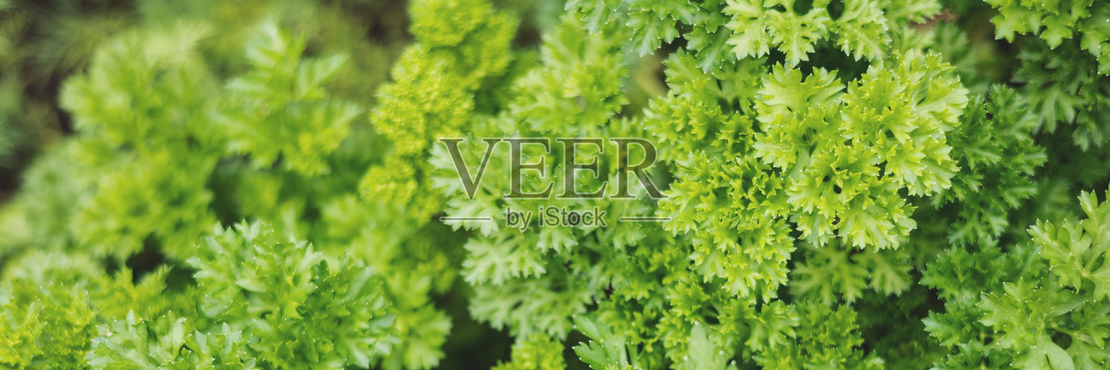 新鲜的有机绿色欧芹叶在花园背景。绿化种植园的特写。健康饮食,天然食品。横幅照片摄影图片