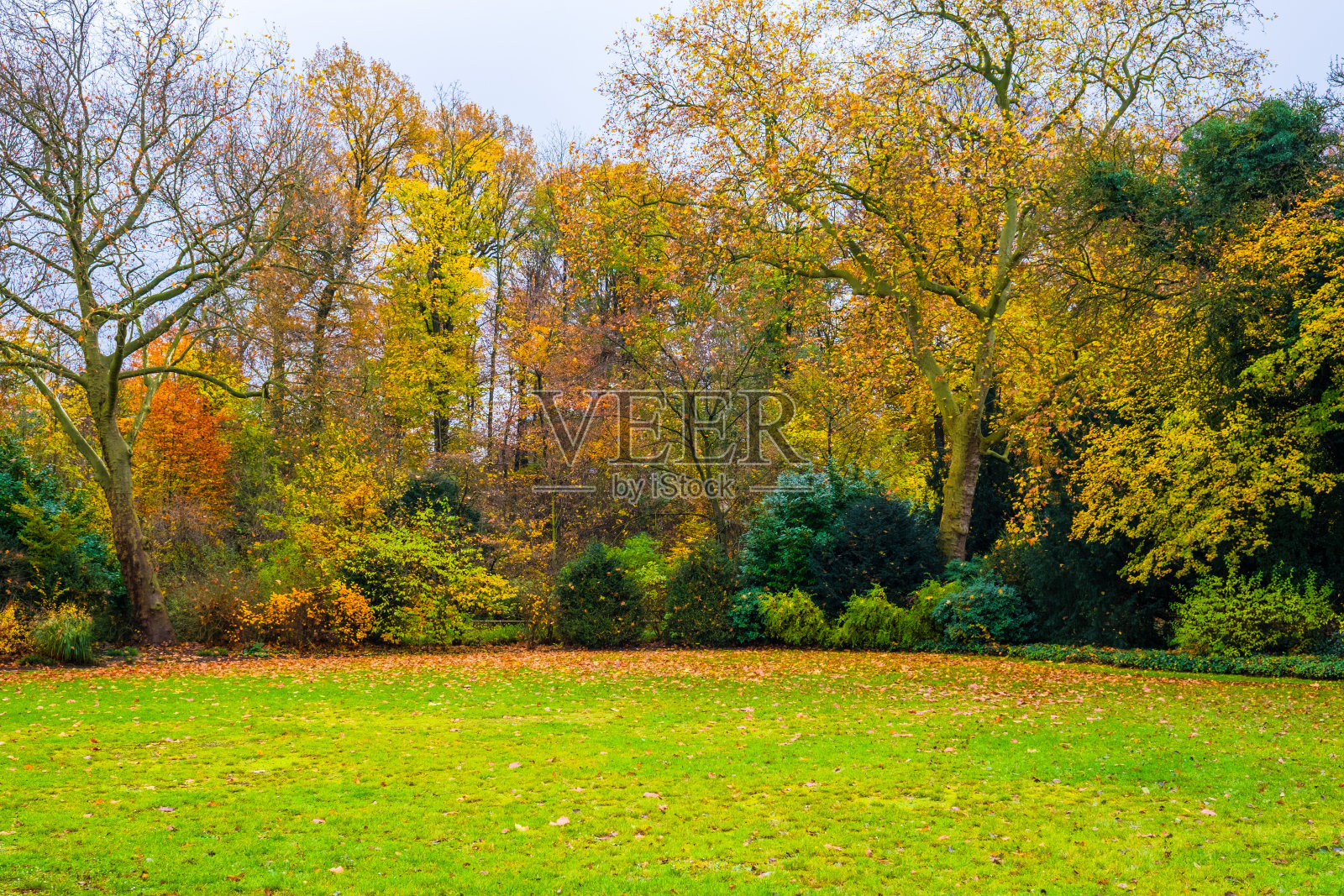公园里有秋天的树照片摄影图片