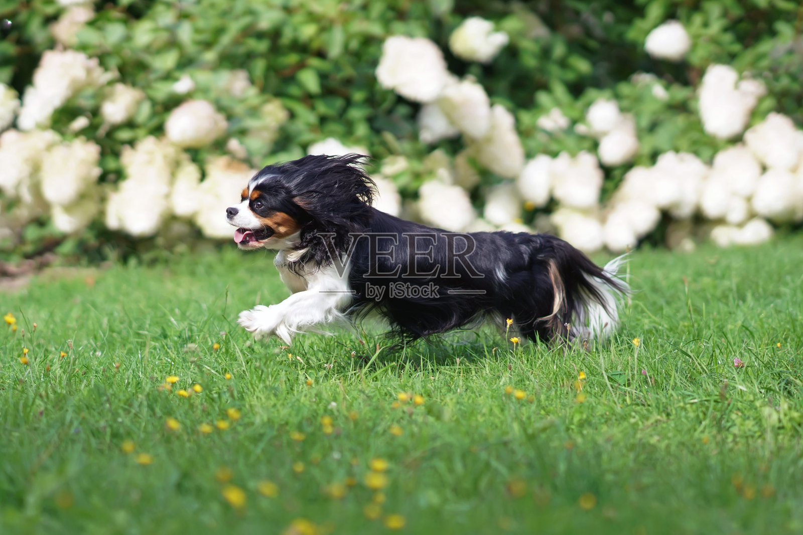 夏天,快乐的三色骑士查理王猎犬在户外的绿草地上奔跑照片摄影图片
