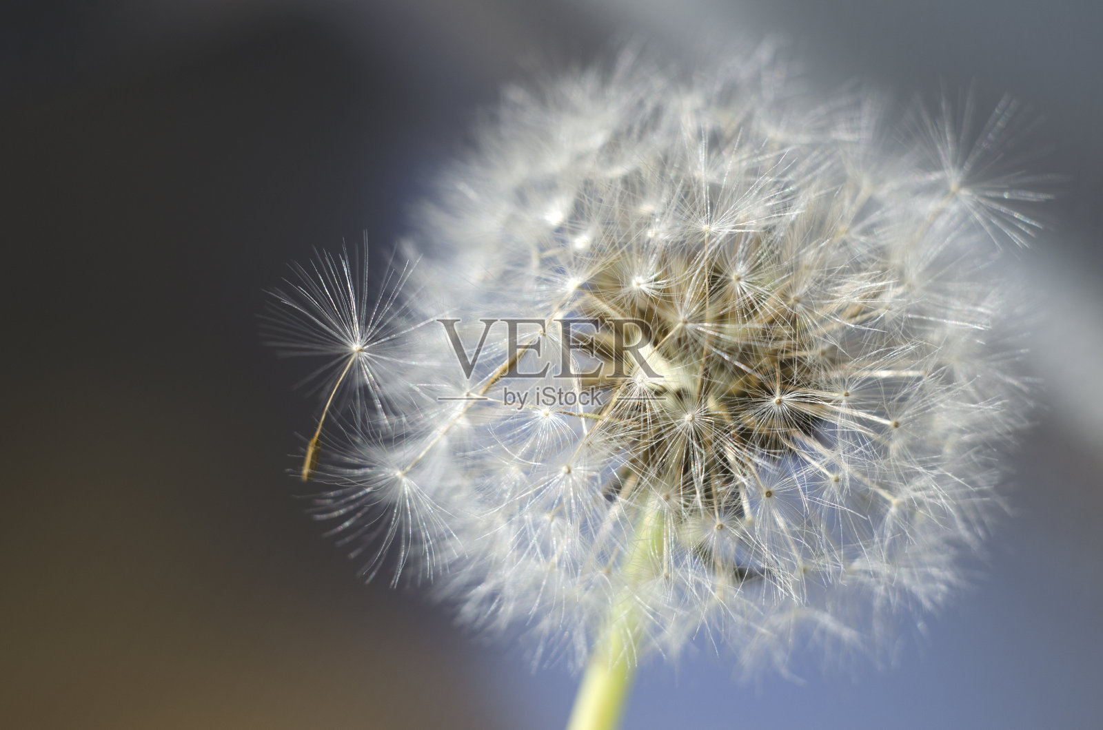 蒲公英种子特写照片摄影图片