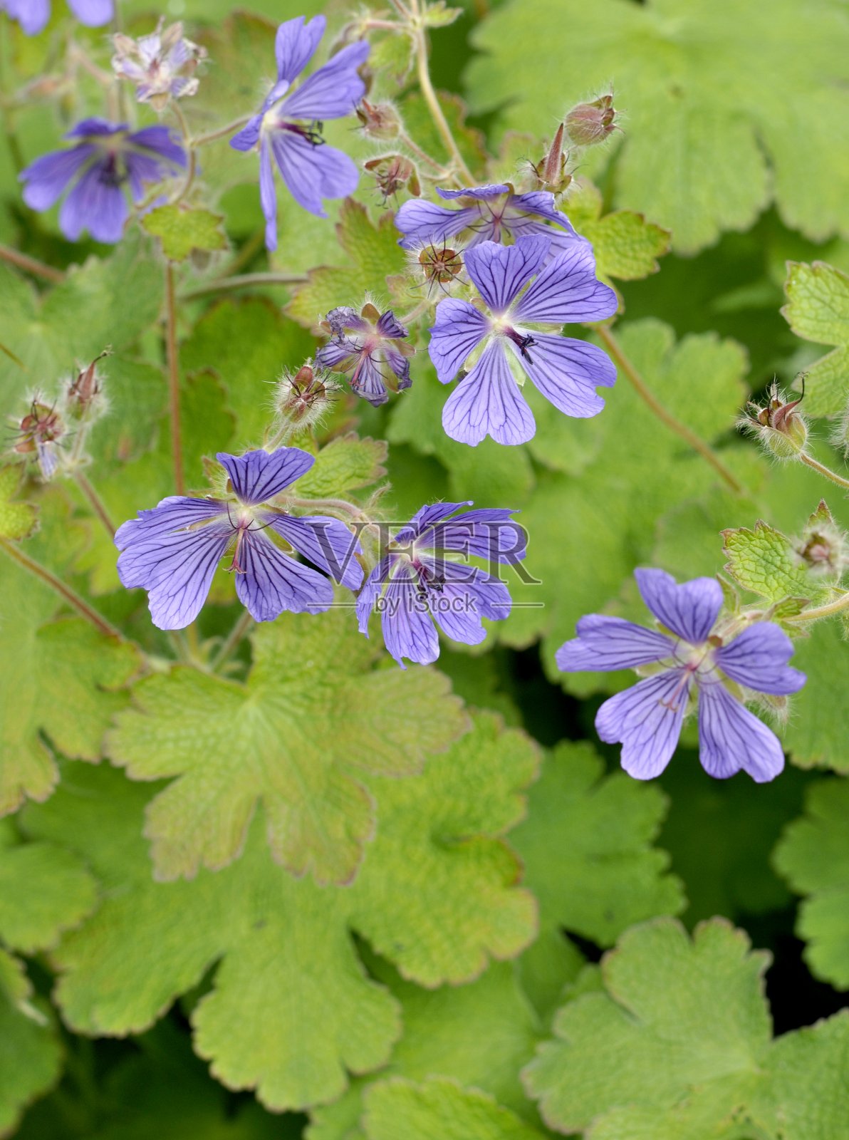 紫色陇牛儿苗科照片摄影图片