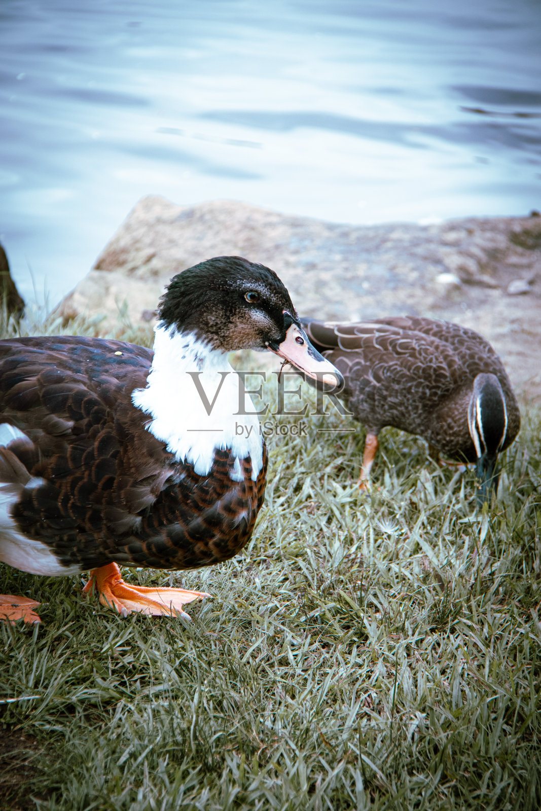 番鸭,太平洋黑鸭,河岸,澳大利亚蓝山照片摄影图片