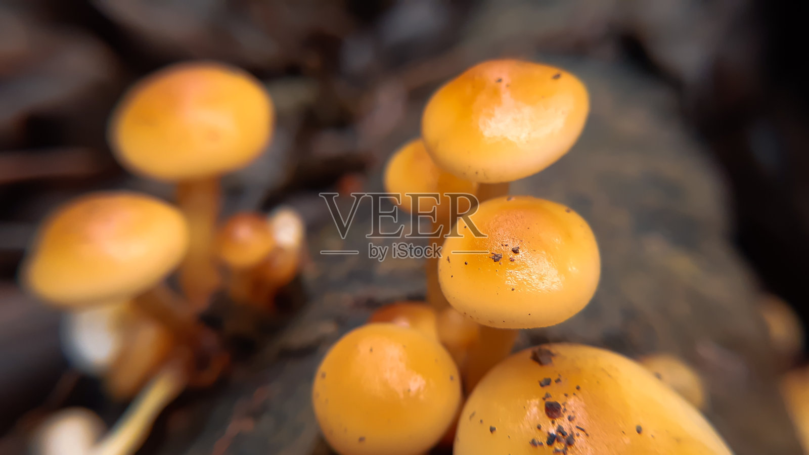 野生蘑菇照片摄影图片