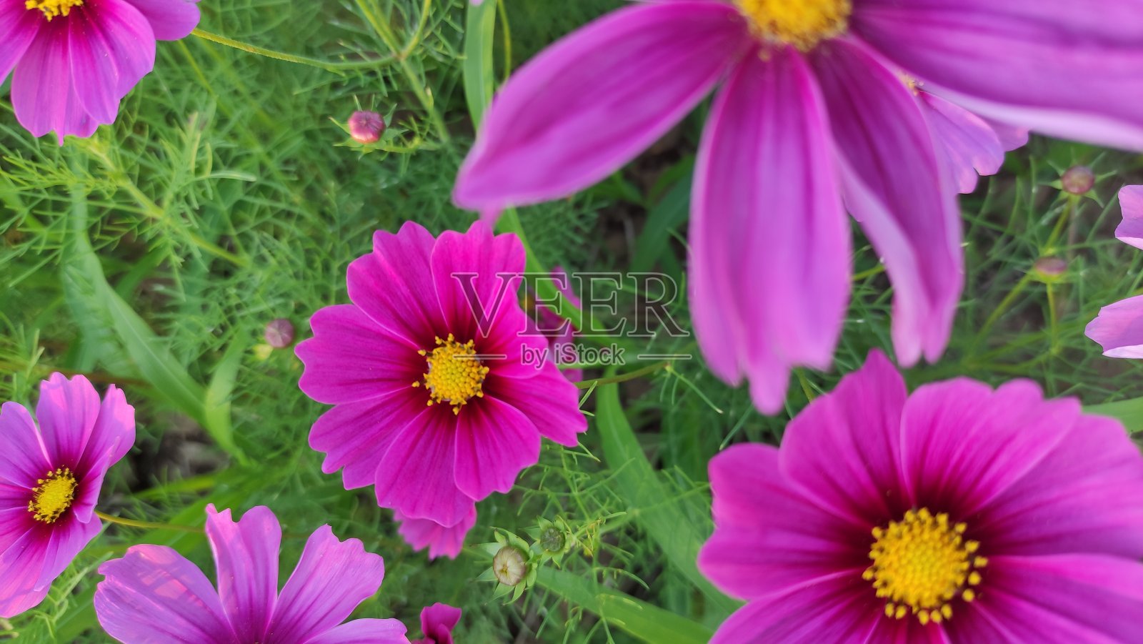 清晨一片紫色的宇宙花,冬天。照片摄影图片