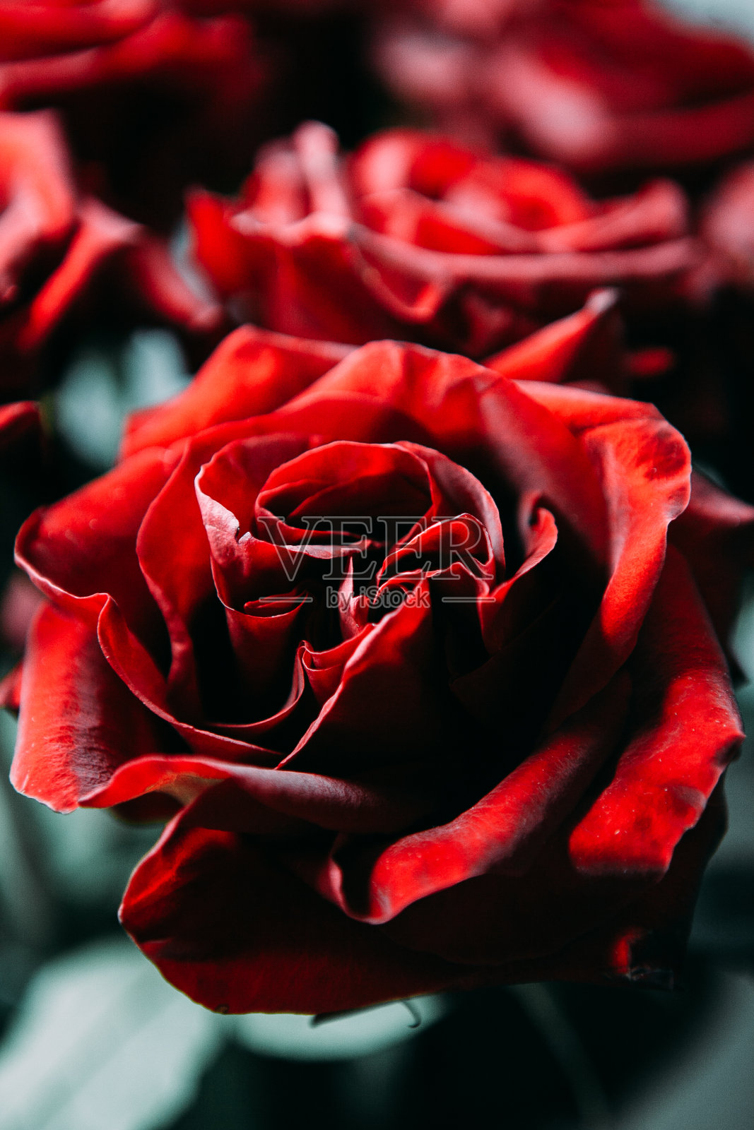 一束昂贵的大红玫瑰。低调摄影照片摄影图片