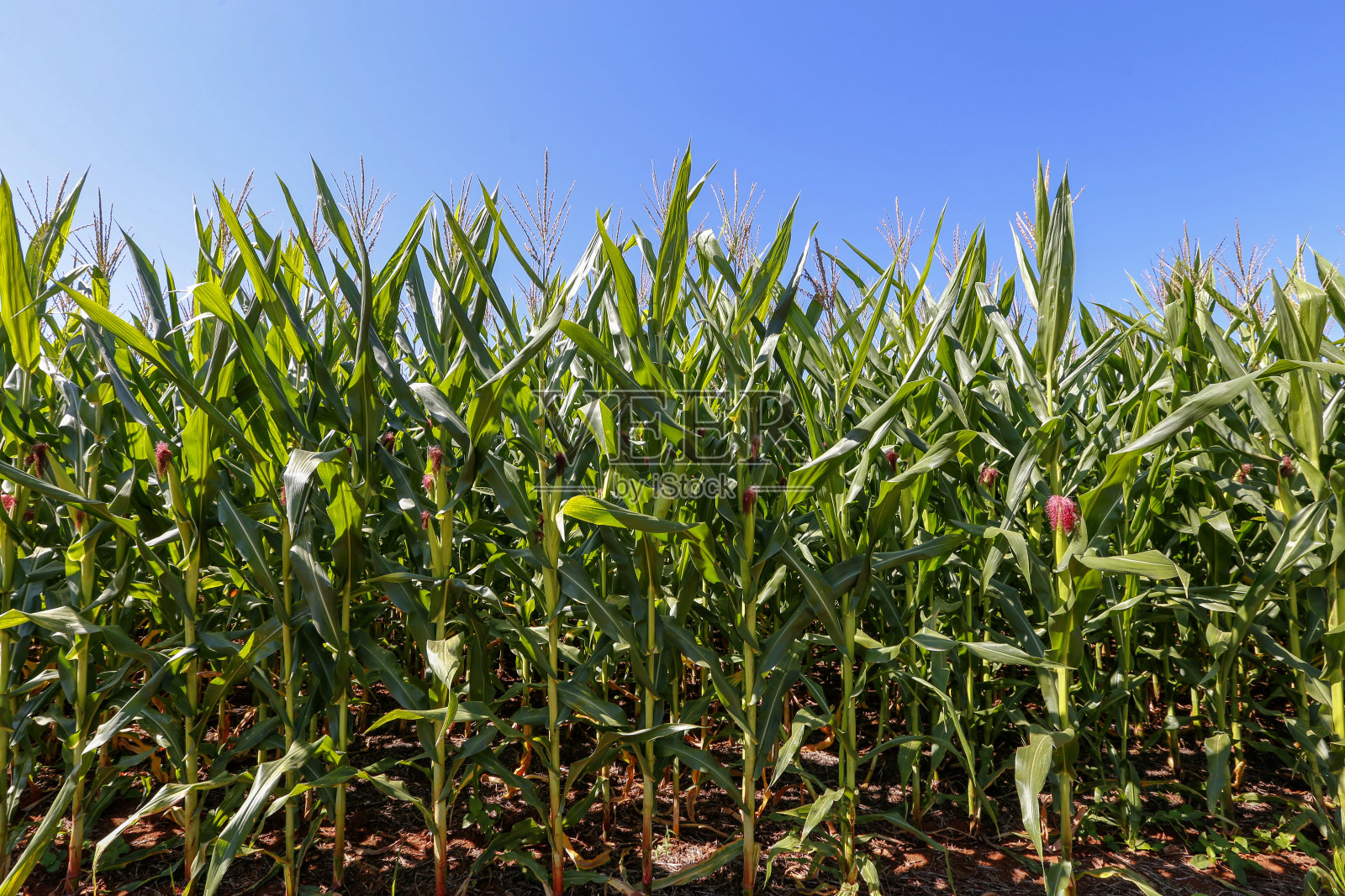 玉米种植场的特写镜头照片摄影图片