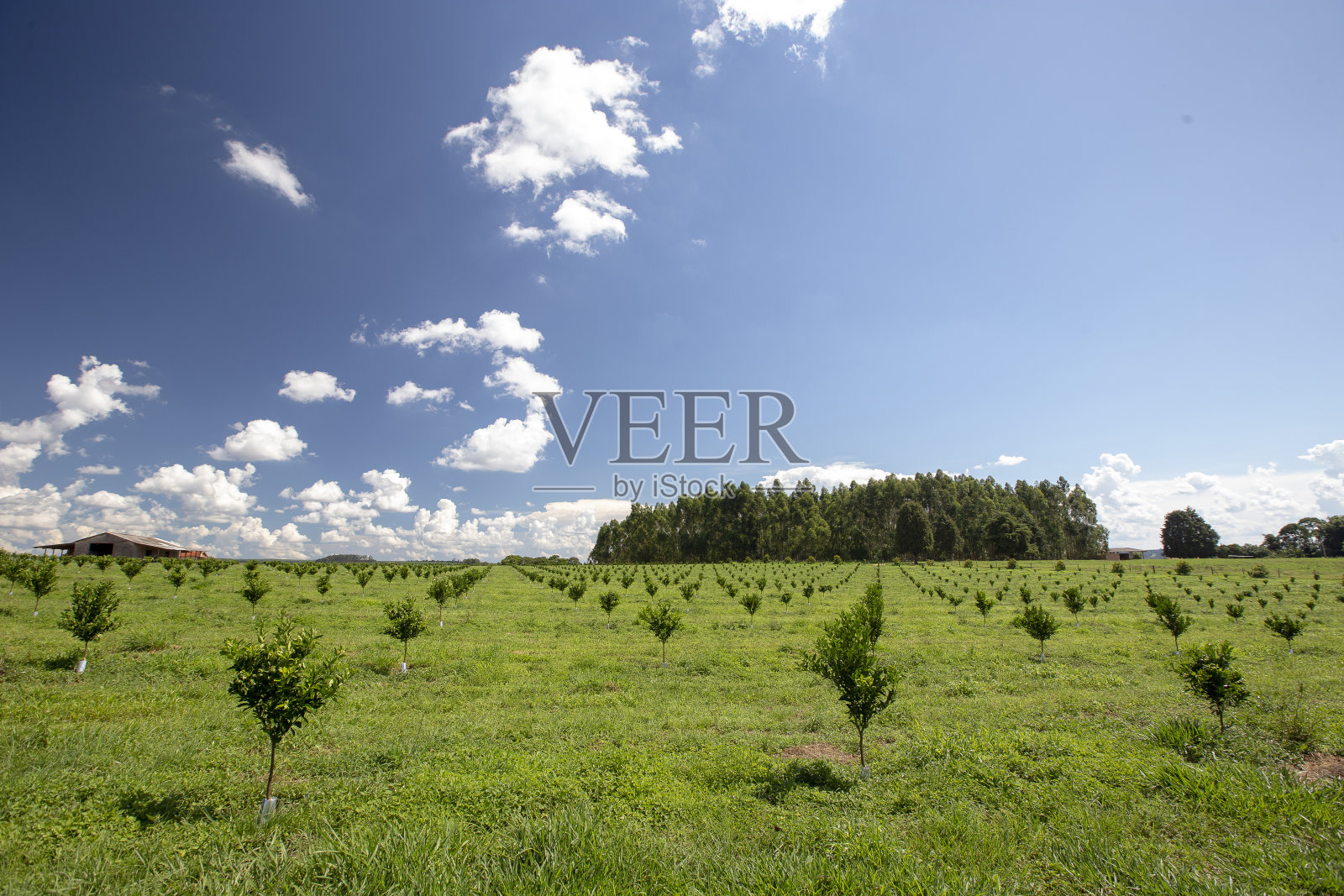 种植橙子和幼树照片摄影图片