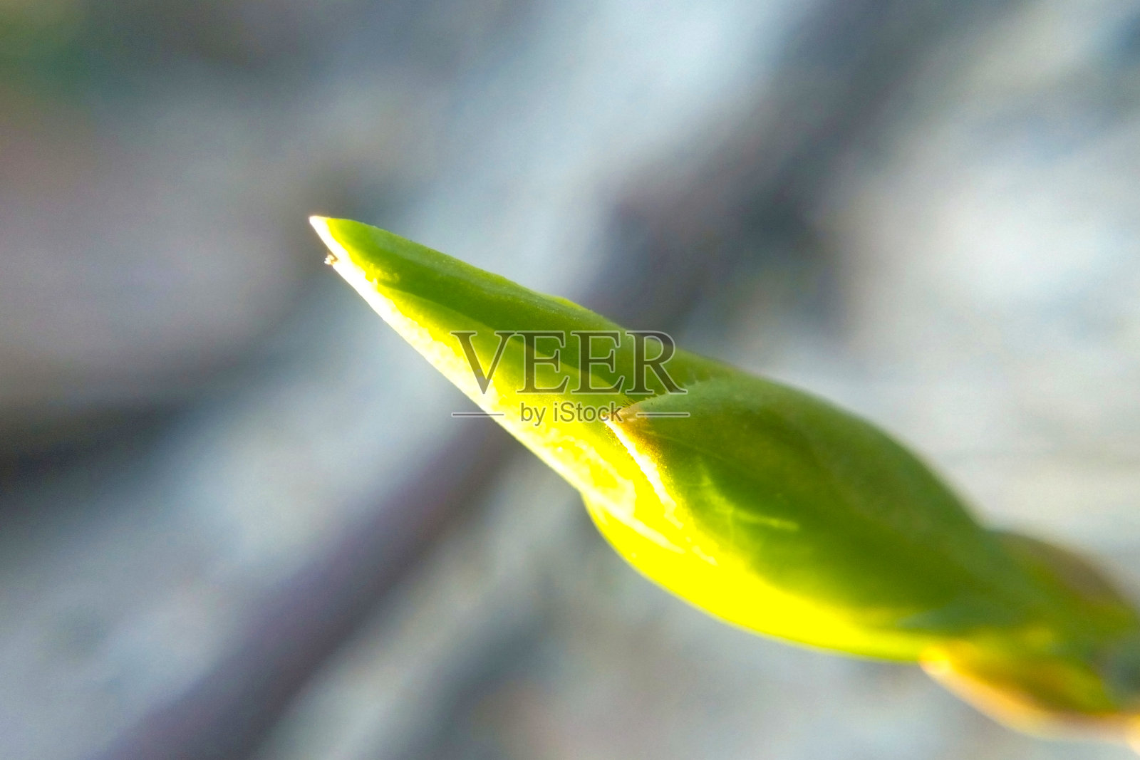 春天来了,第一个绿宏芽照片摄影图片