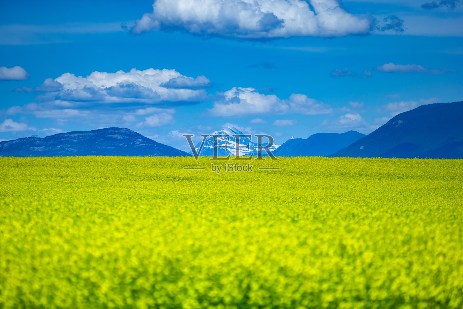 油菜花或油菜籽盛开照片摄影图片