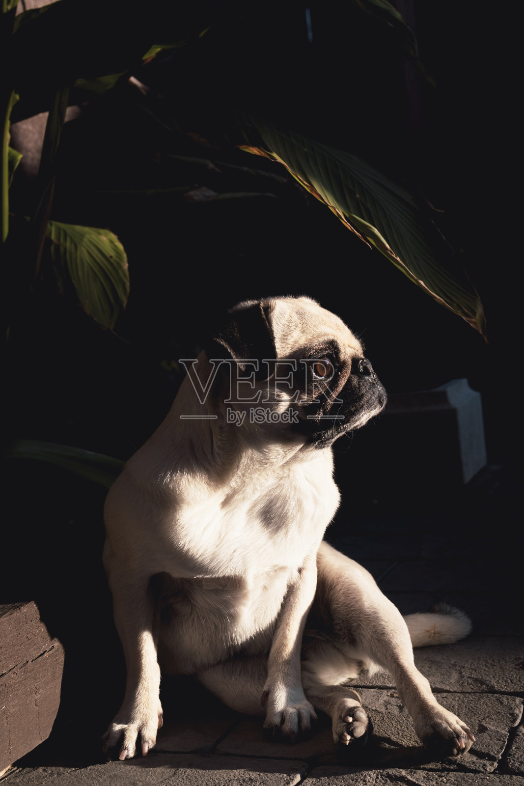 美丽的哈巴狗品种放松在一个热带植物的树荫下照片摄影图片