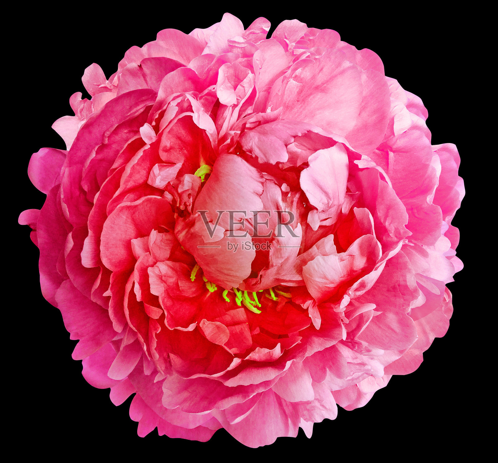 粉红色牡丹花在黑色孤立的背景与剪枝路径。特写镜头。大自然。照片摄影图片