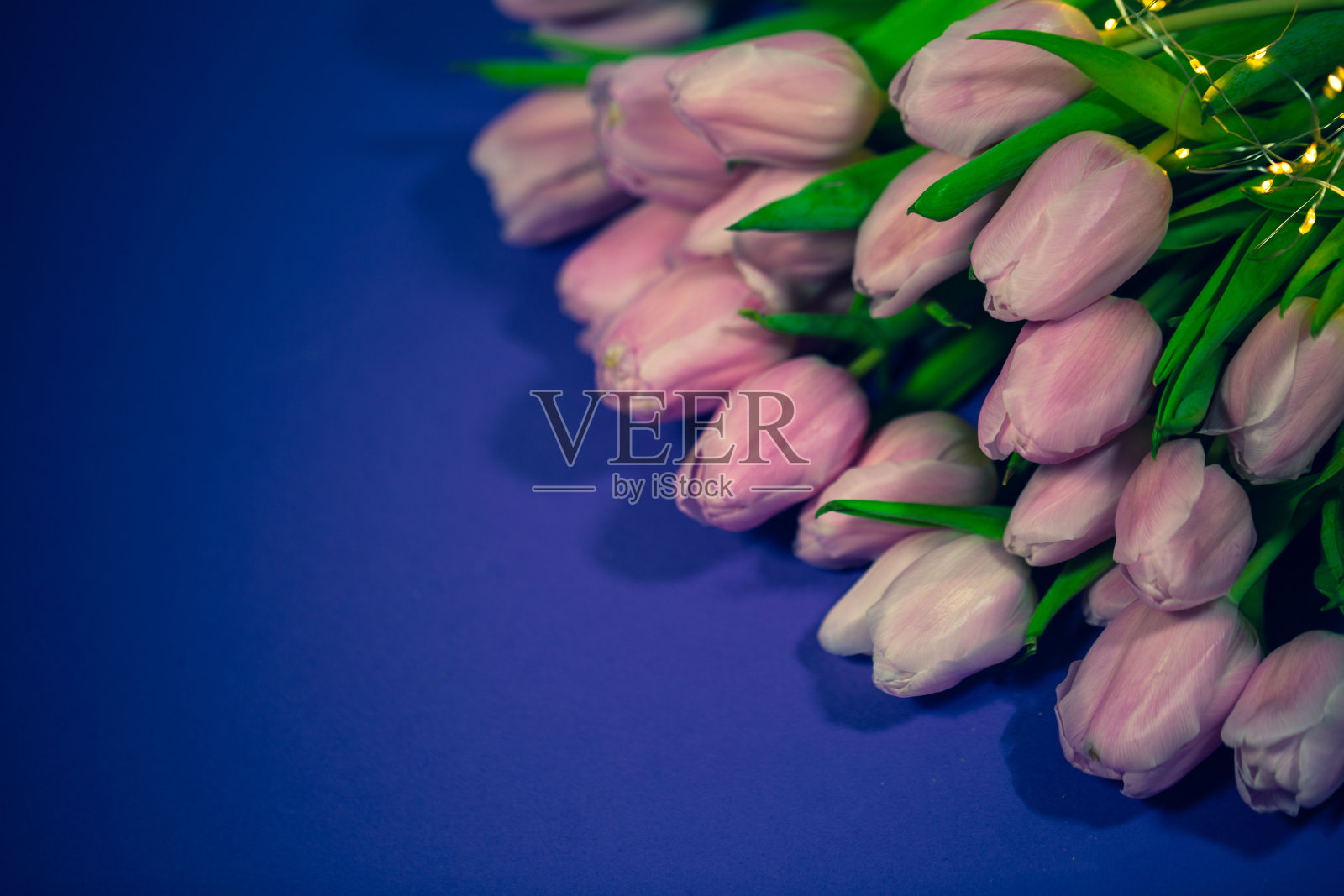 粉红色郁金香情人节,背景紫色,卡片照片摄影图片
