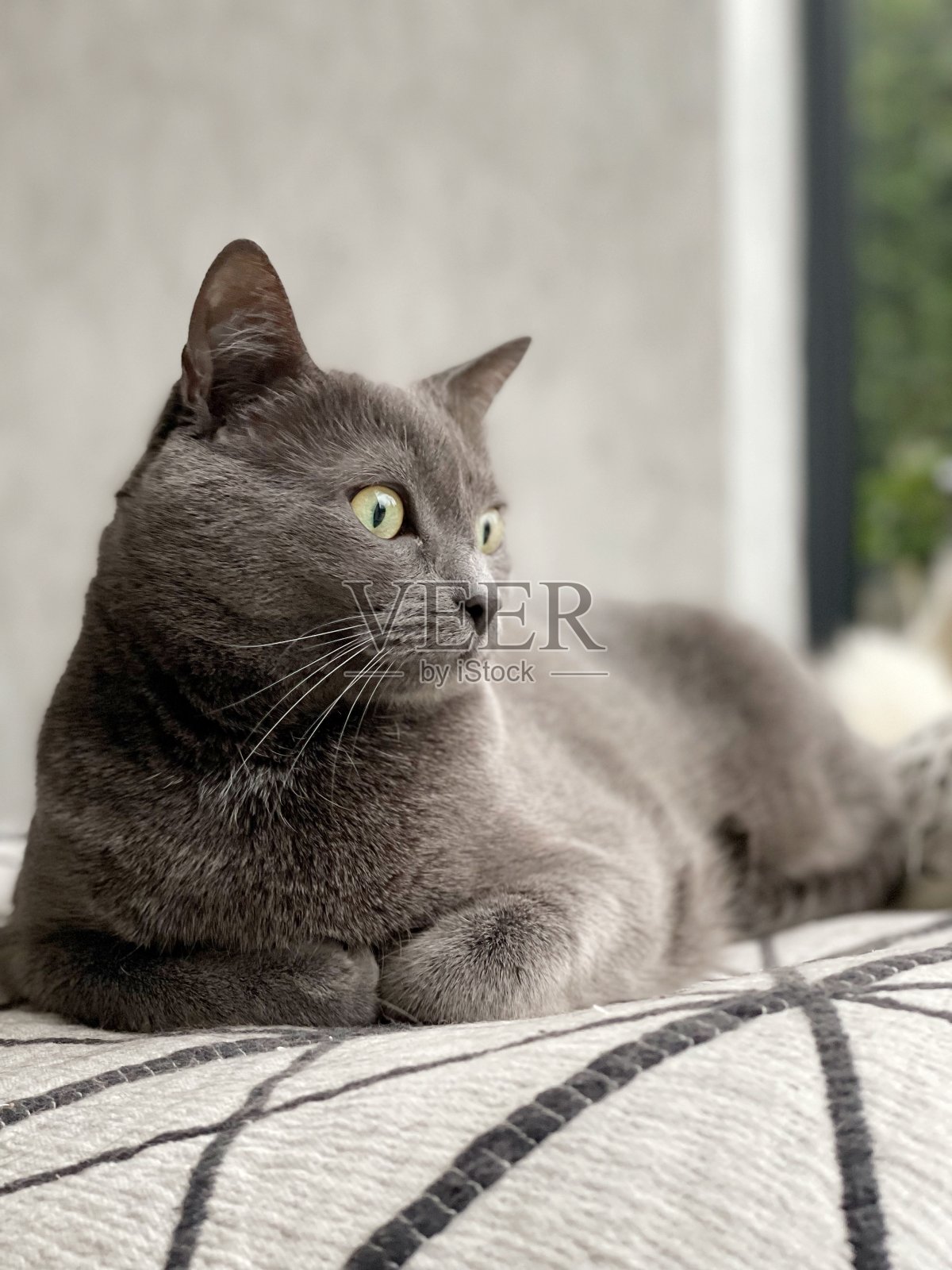 室内的猫照片摄影图片