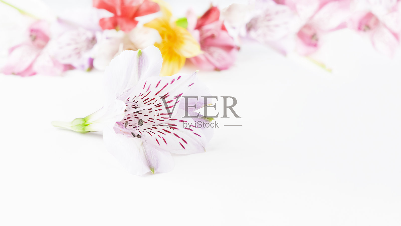 白色背景上的多色美菊花的插花照片摄影图片