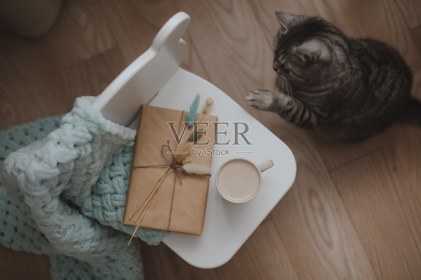 有趣可爱的苏格兰直灰虎斑猫在家照片摄影图片