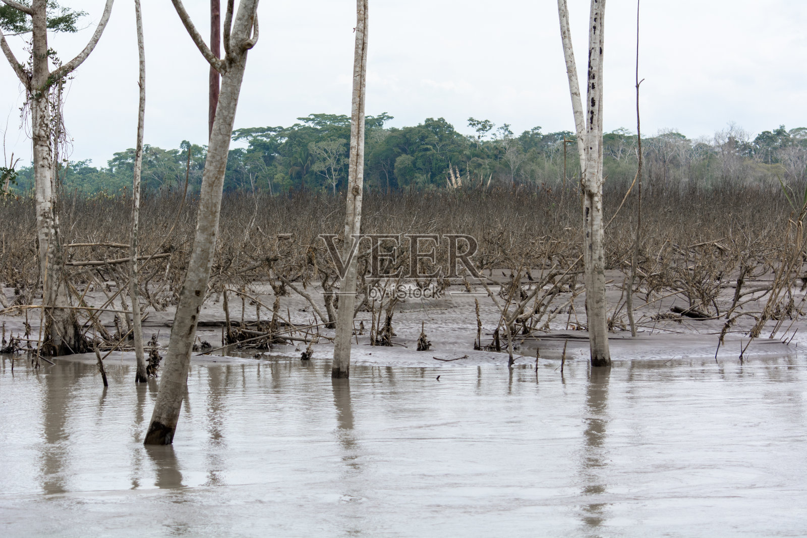 河流因树木的生长和砍伐而干涸照片摄影图片