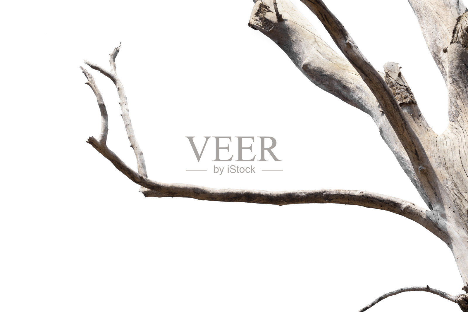 干枝,干枝,孤立在白色背景上照片摄影图片