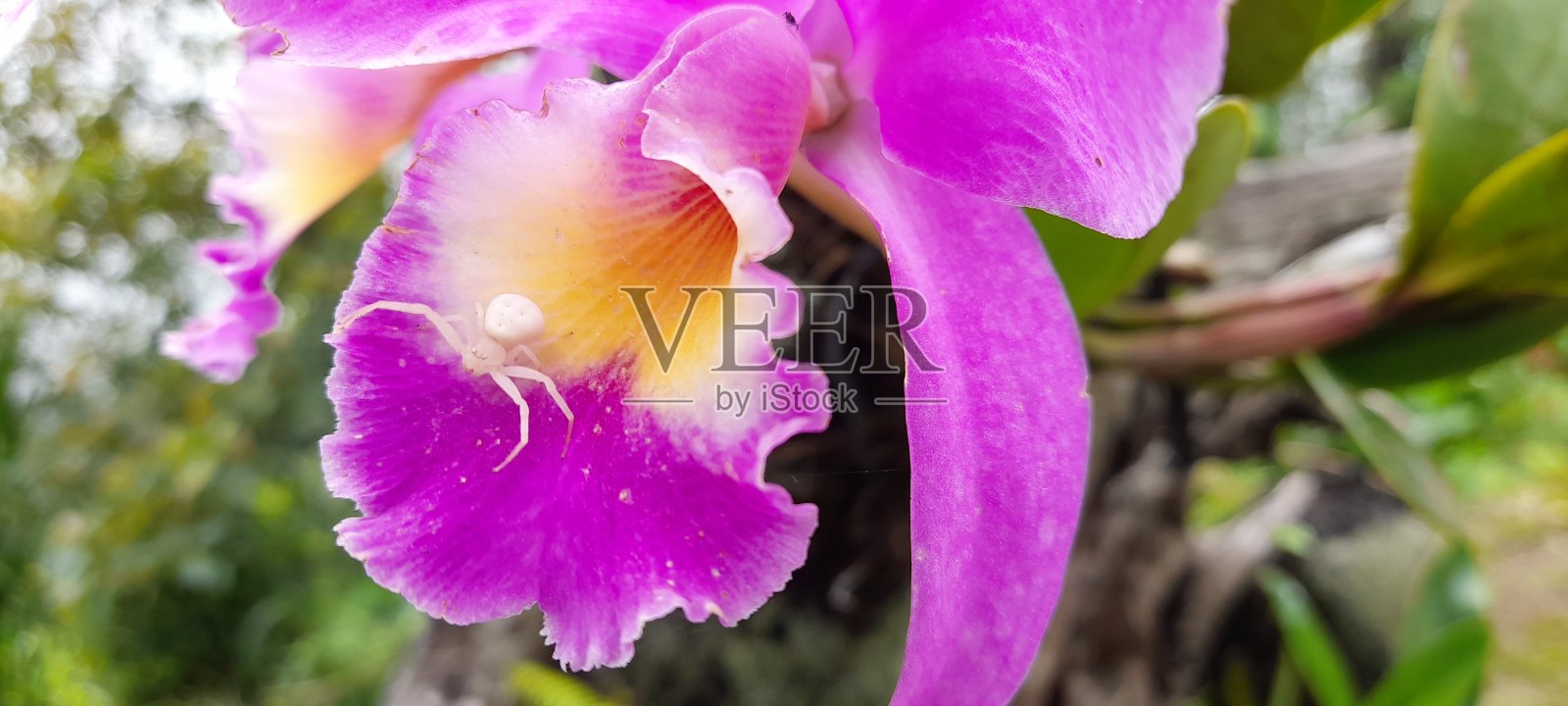 蜘蛛在花照片摄影图片