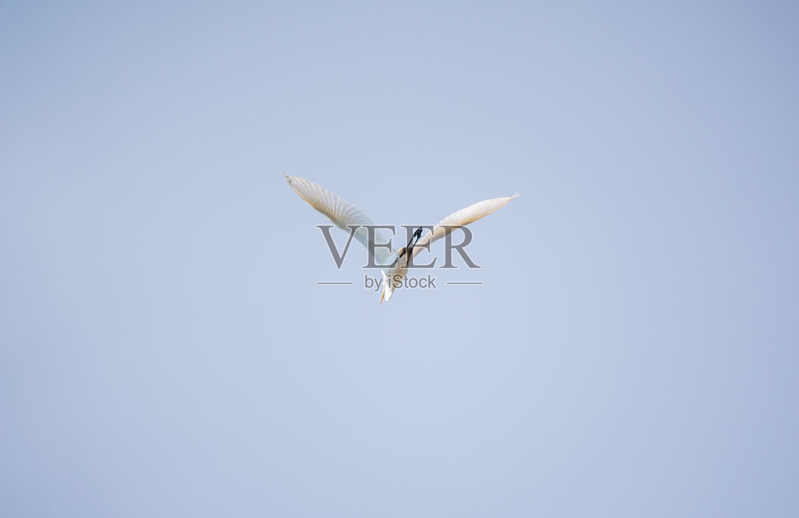 小白鹭的飞行。照片摄影图片