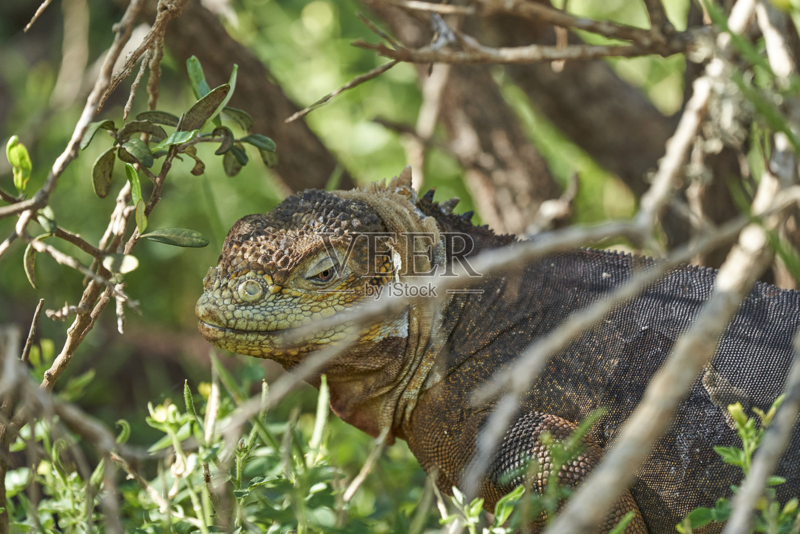 加拉帕戈斯陆生鬣蜥,属Conolophus subcristatus。在它的自然栖息地。一种黄色的蜥蜴,看起来像一条小龙或恐龙。厄瓜多尔加拉帕戈斯群岛,照片摄影图片