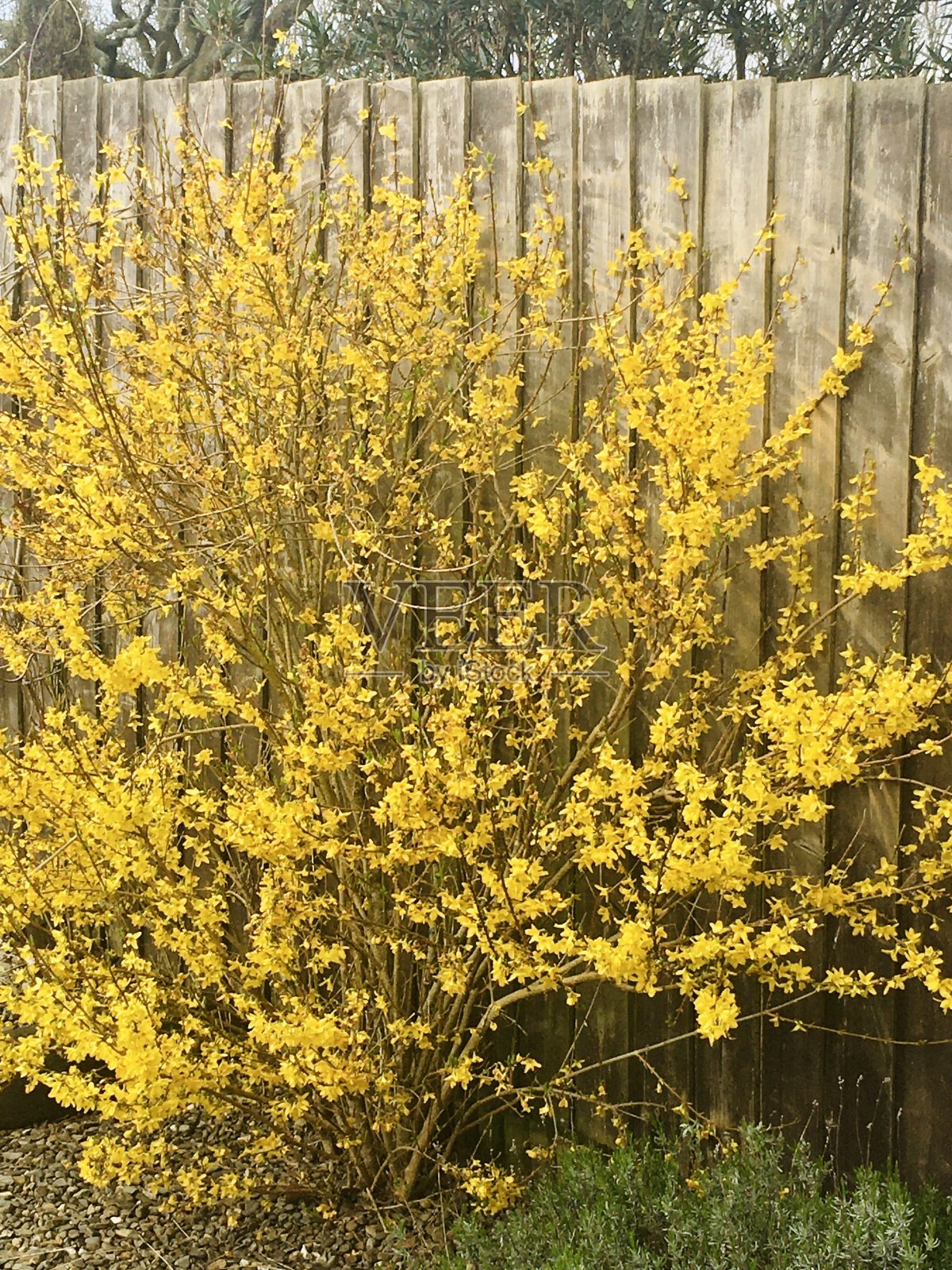 花园灌木开花照片摄影图片