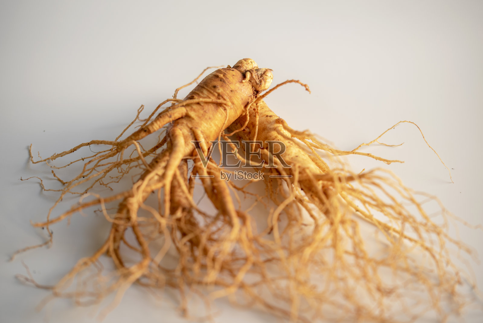 白底红参照片摄影图片