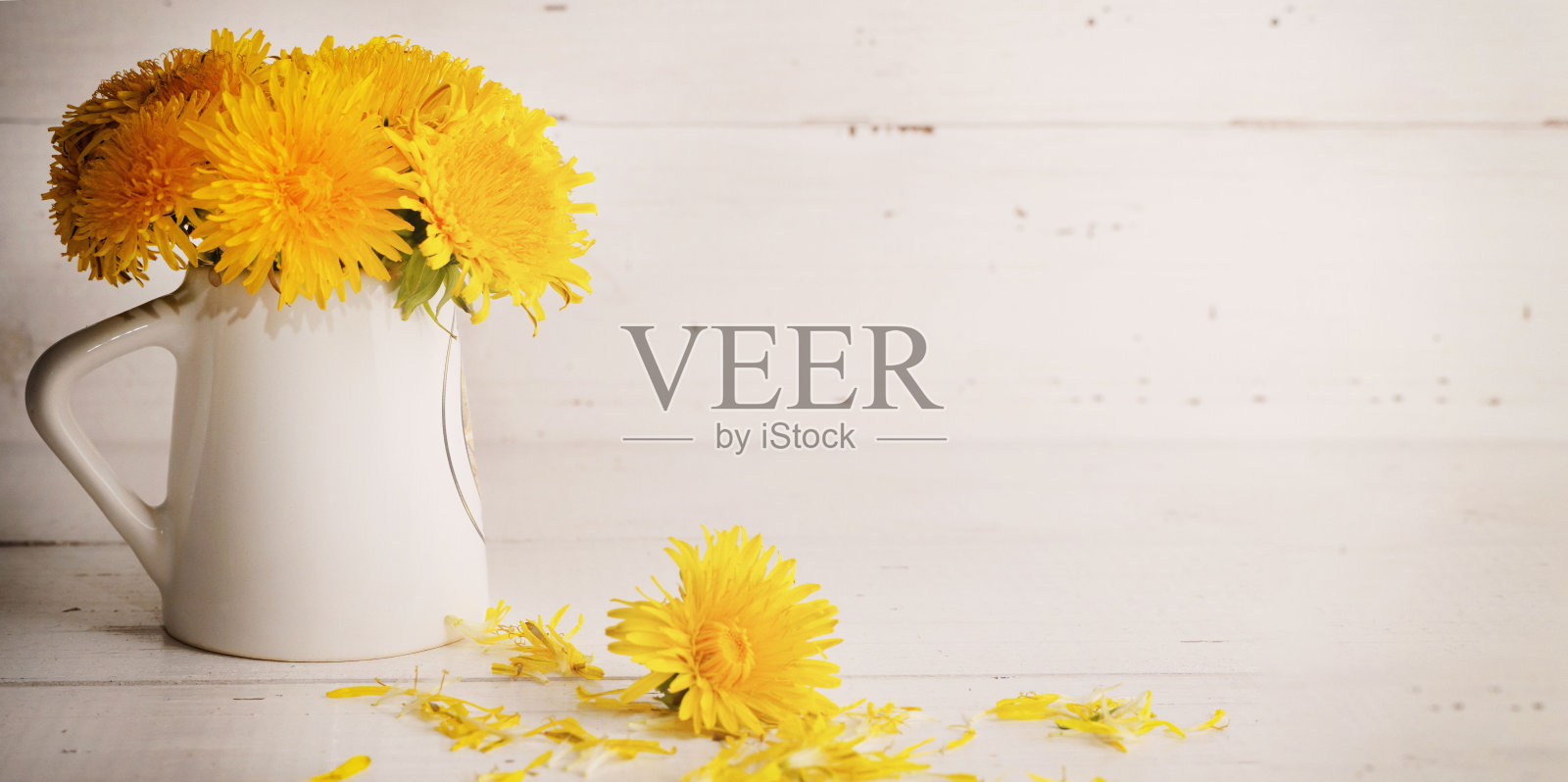 春天黄色的蒲公英花在古老的质朴的白色木制背景上。春天,夏天,复活节的概念。自然黄色的花朵背景。医疗、有机化妆品。空间模型,复制照片摄影图片